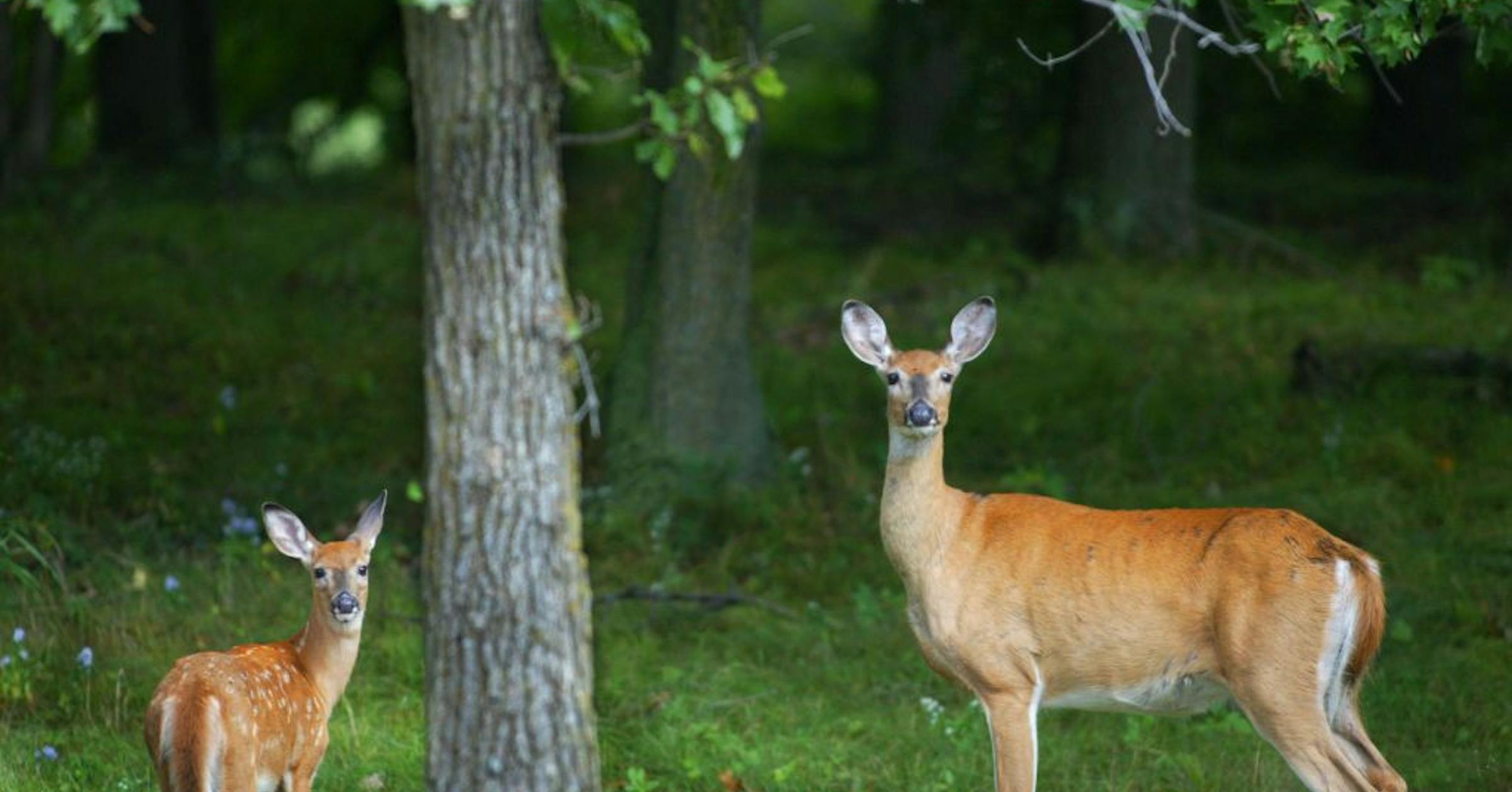 DNR discloses ‘unfortunate’ discovery of chronic wasting disease in a wild deer near Stillwater