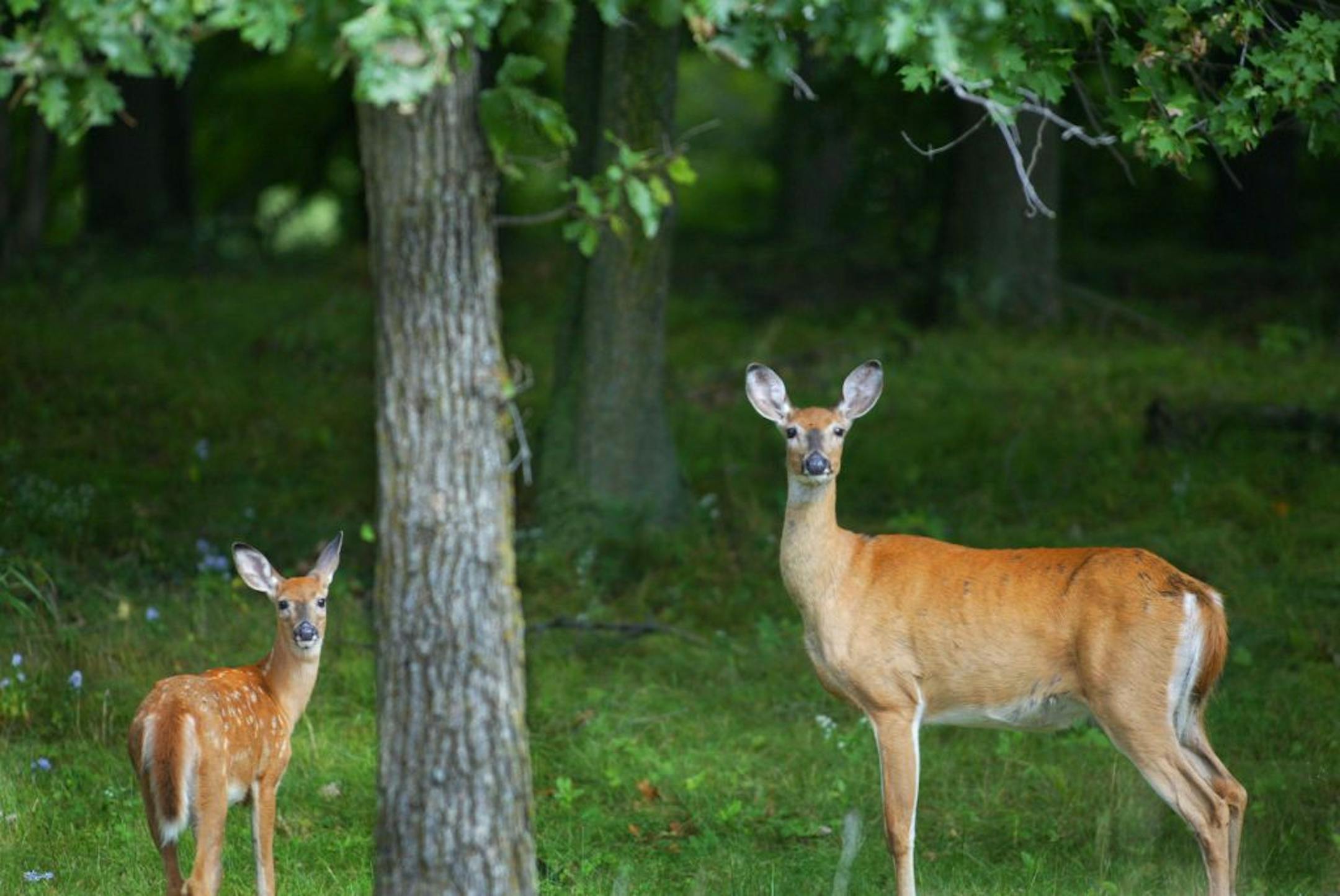 Chronic wasting disease produces microscopic holes in the brains of whitetail deer, causing weight loss, tremors, strange behavior and, eventually, death. There is no cure for the disease, which is contagious among animals. It also affects moose and elk. There is no evidence it is transmissible to humans.