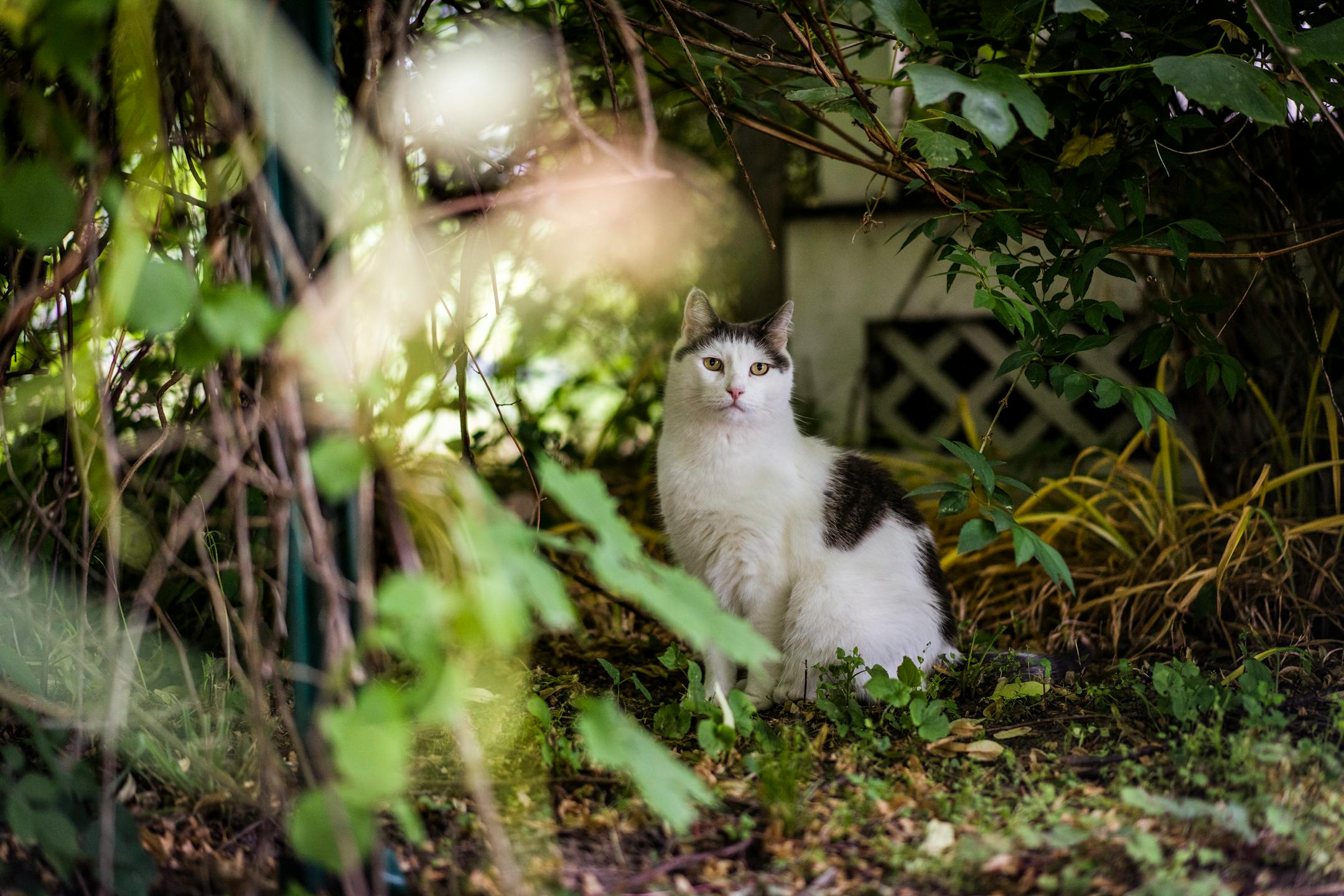 Zeke, an outdoor cat that roams the neighborhood, sits underneath a neighbor's bush in Jamaica Plain, Mass. on June 18, 2022. Wildlife conservationists and bird lovers blame outdoor cats for a decline in the bird population and the deaths of untold numbers of voles, chipmunks and other small animals. (Vanessa Leroy/The New York Times)