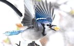 A blue jay flies to its food cache with its prize.