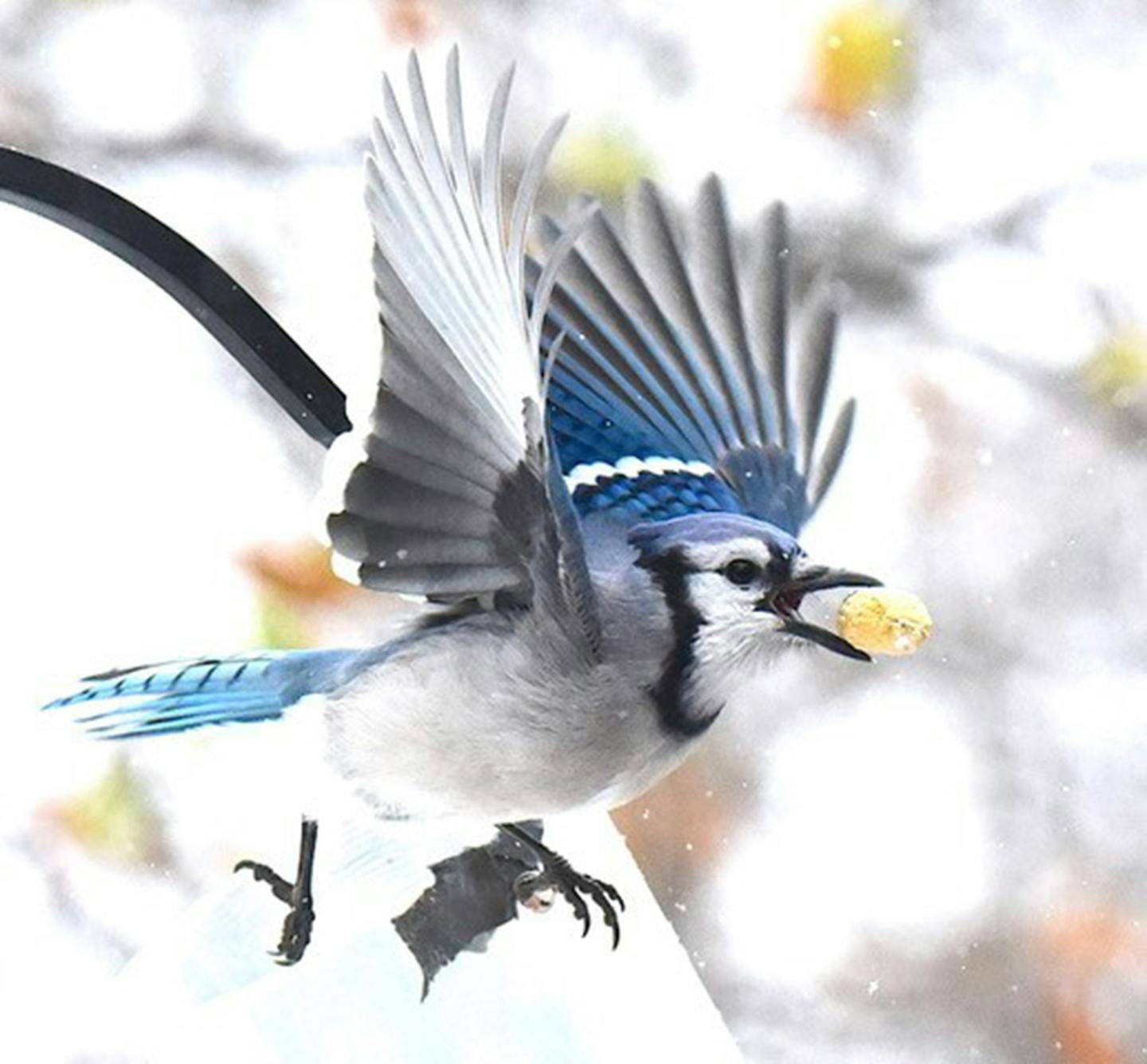 A blue jay flies to its food cache with its prize.