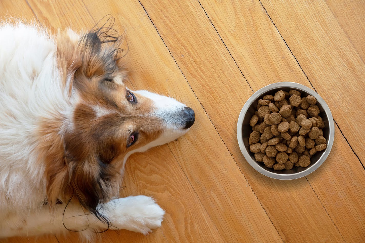 Your pet may be bored with dinnertime.