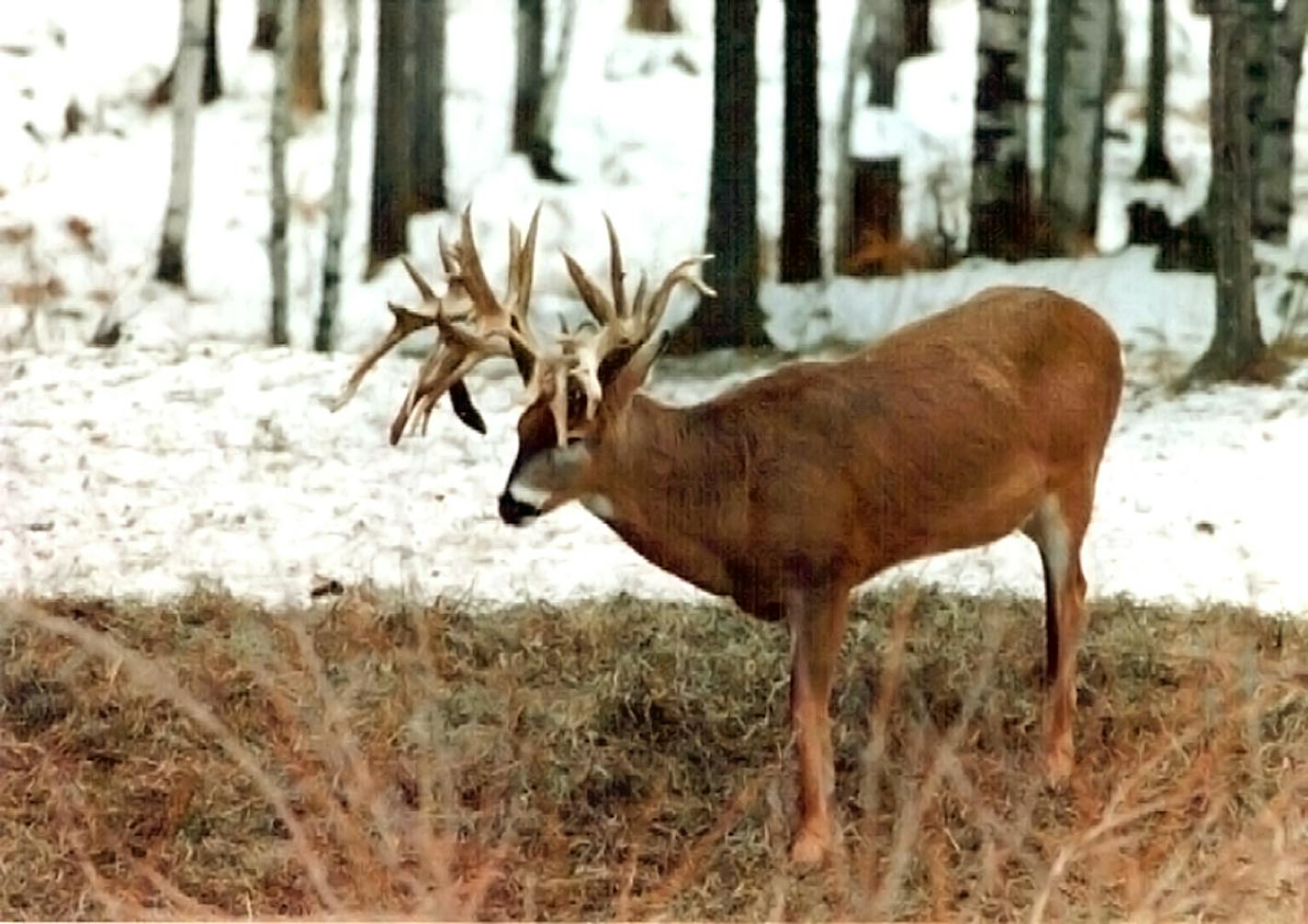 The Minnesota Monarch was photographed in northeastern Minnesota in 1989-1990.