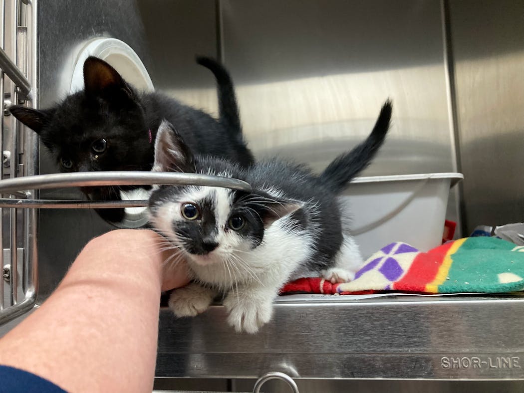 Kittens get attention at the Animal Humane Society adoption site in Golden Valley on Tuesday.