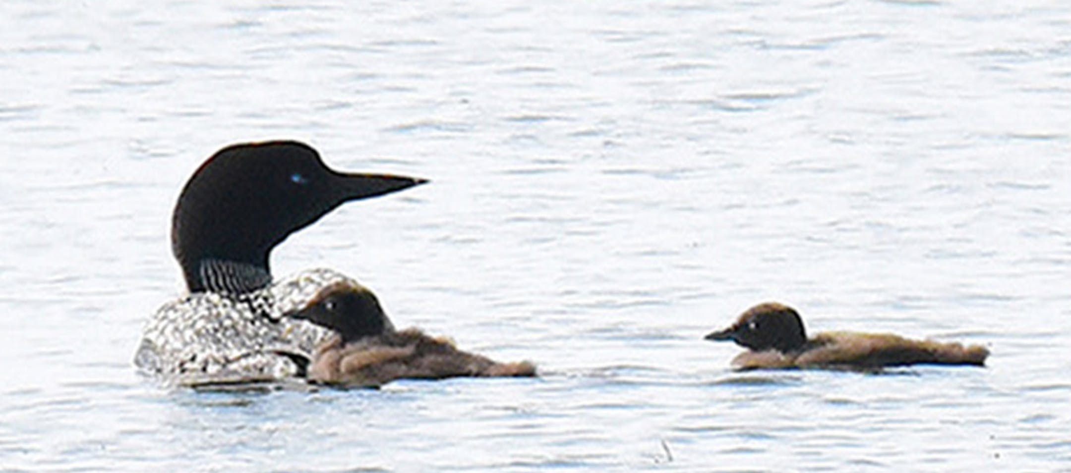 Jim Williams photo An adult loon protects its two chicks.