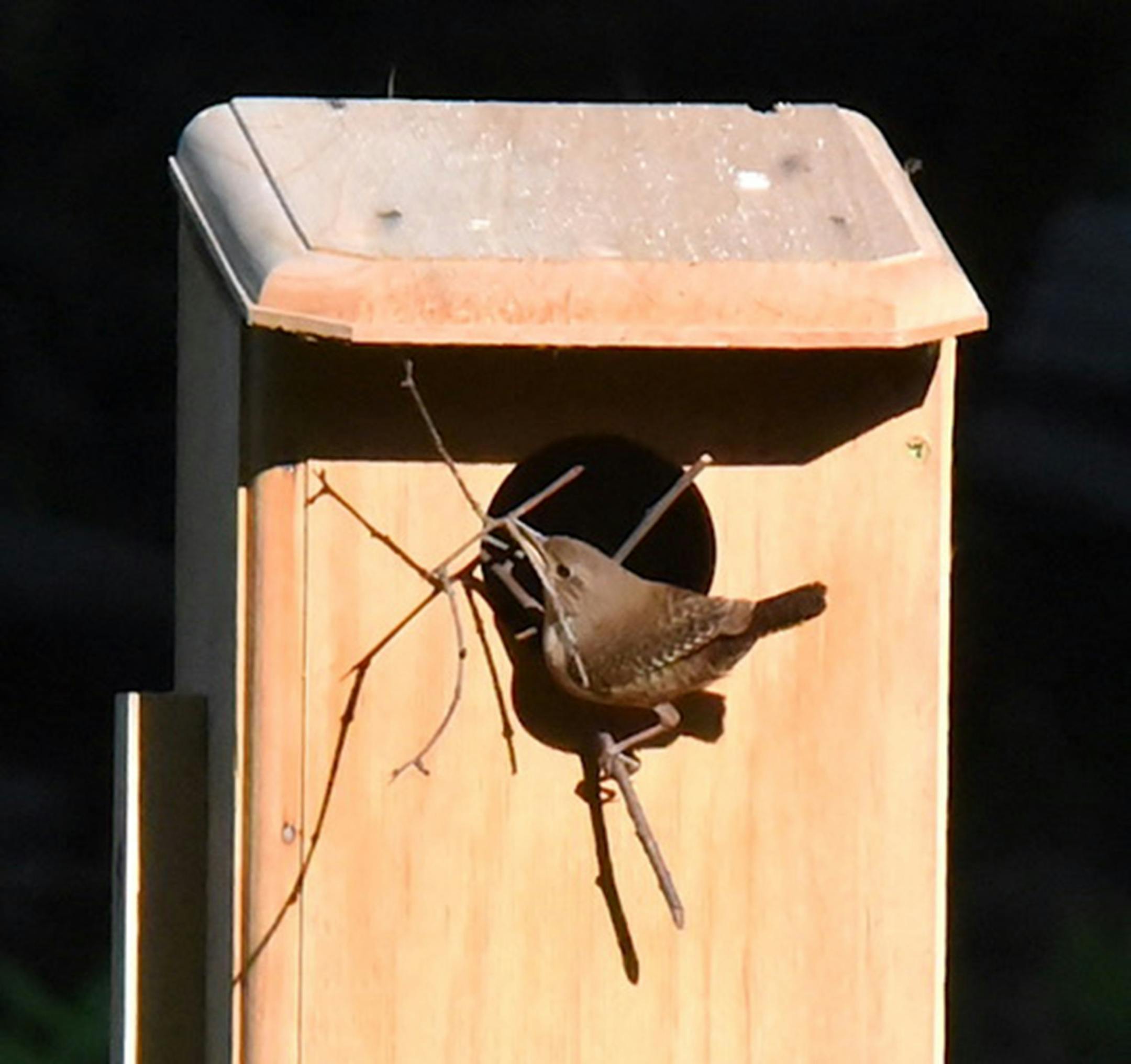 House wren busy filling the nest box with materials. Jim Williams photo