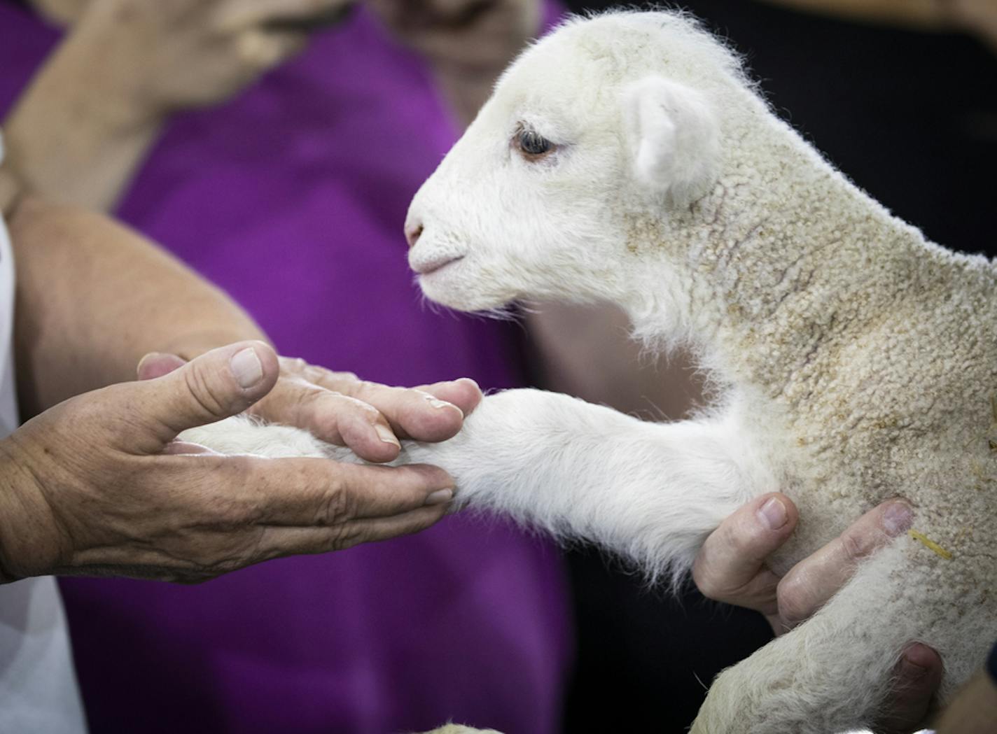 A baby white lamb named Katie, born just three days prior, gets her foot pet by a fan in the CHS Miracle of Birth Center. ] LEILA NAVIDI &#x2022; leila.navidi@startribune.com BACKGROUND INFORMATION: Feet at the Minnesota State Fair in Falcon Heights on Monday, August 27, 2018.