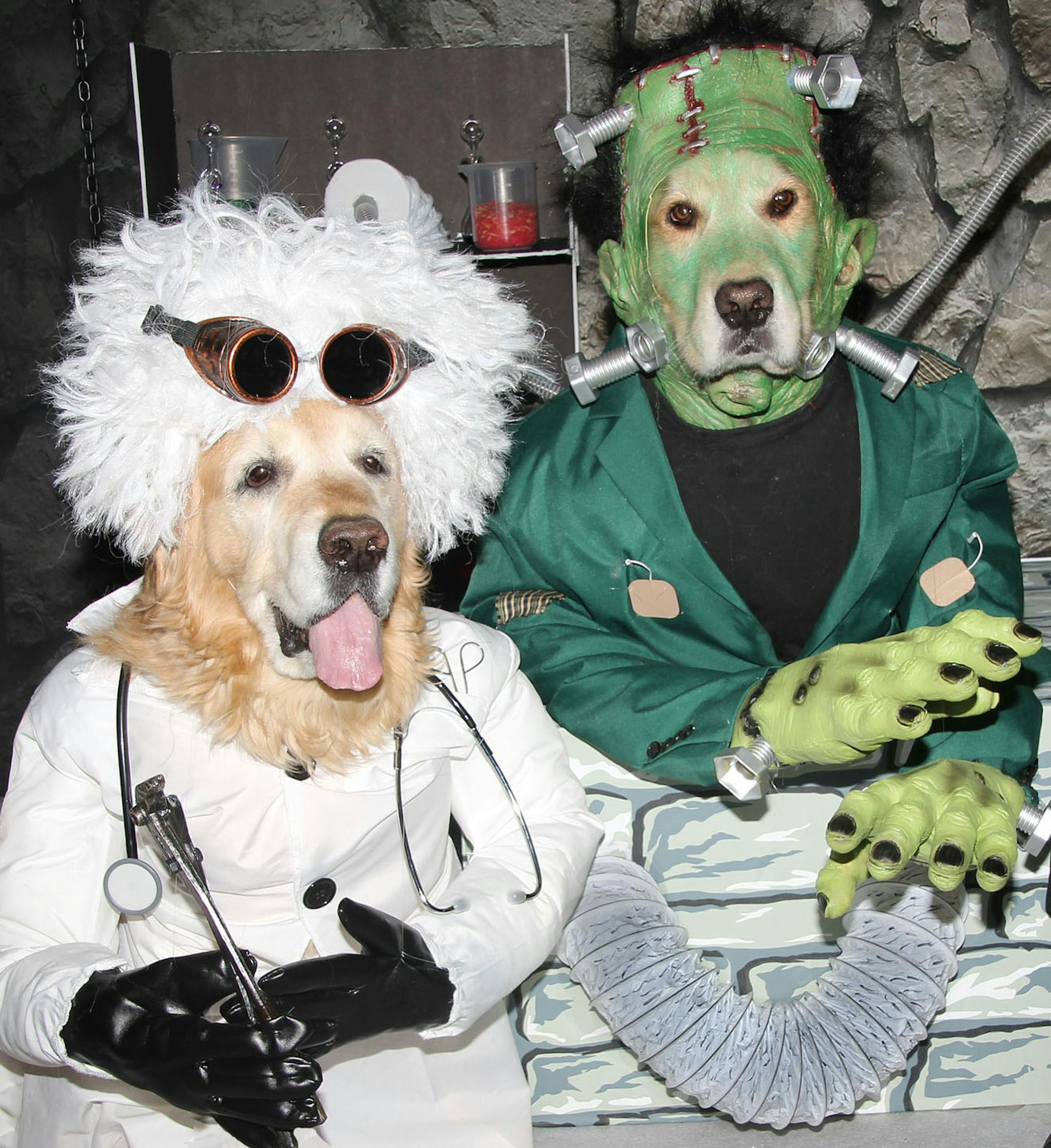 Scary:
Second place
Pets: Phoenix and Gryphon
Owners: Bonnie and Beth Abelew, of Plainview, N.Y.
Comment: The Abelew sisters make elaborate costumes and scenery and make their patient golden retrievers (@magicgolddogs) pose for photos they put in a calendar they publish each year. 2019 Halloween Pet Costume Contest