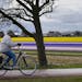A cyclist passes fields with blossoming daffodils and hyacinths near Noordwijk, western Netherlands, Wednesday, March 26, 2014.