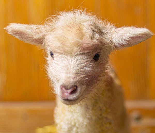 Animal babies born at the Minnesota Zoo's farm this spring include 11 piglets, three lambs, two goat kids, and a number of chicks.