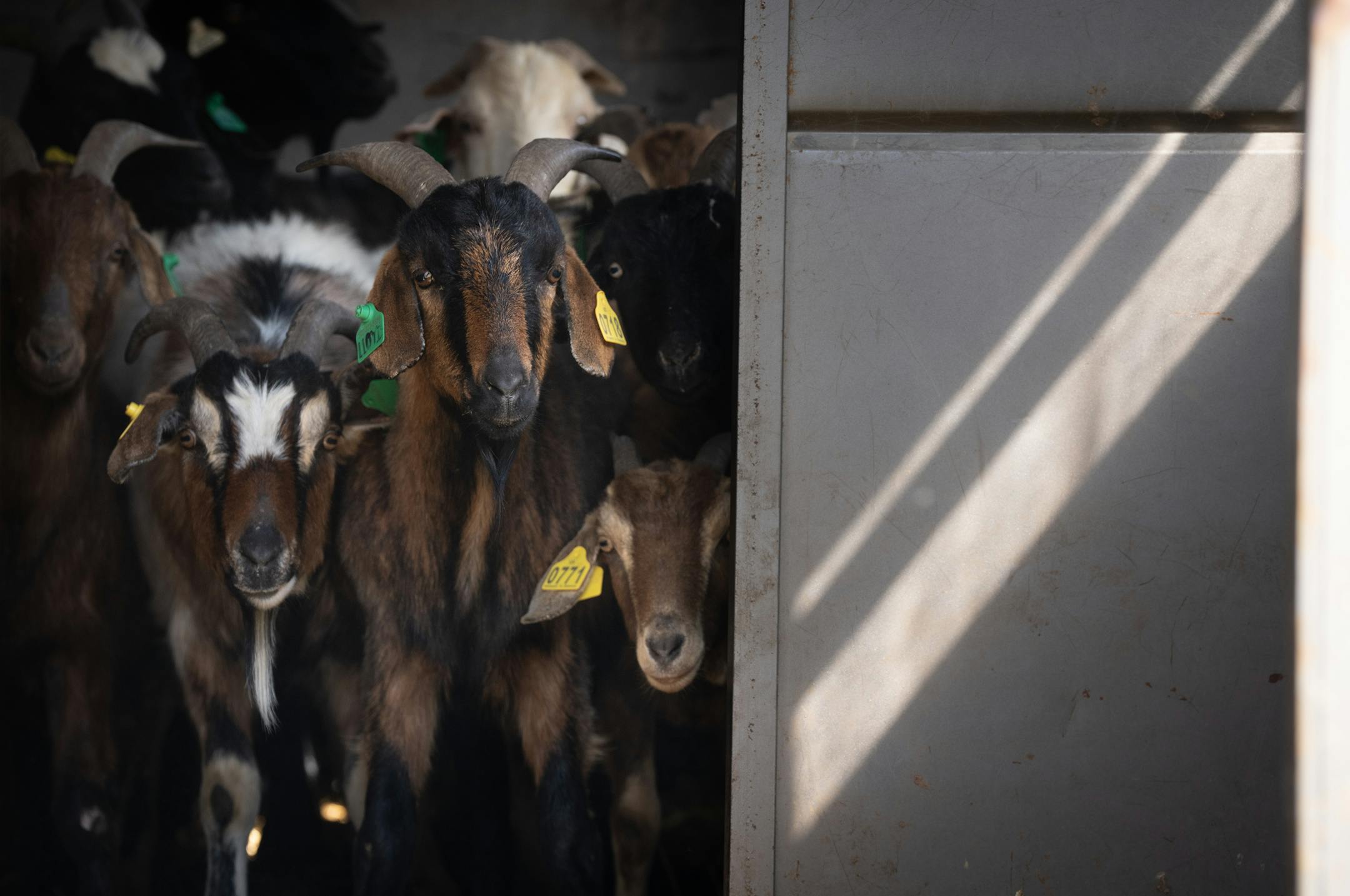 Goats from Goat Dispatch were at first shy in their trailer about being released into a field in Creekview Park.