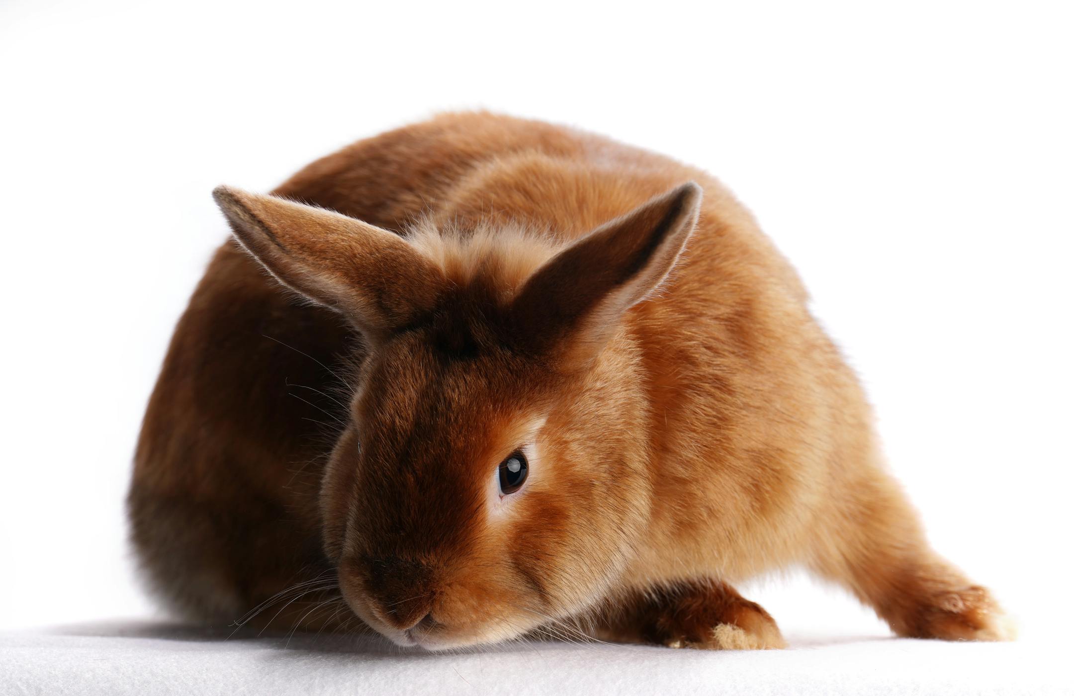 A mini satin rabbit shown by Michelle Van Hee of Canton, Minn.