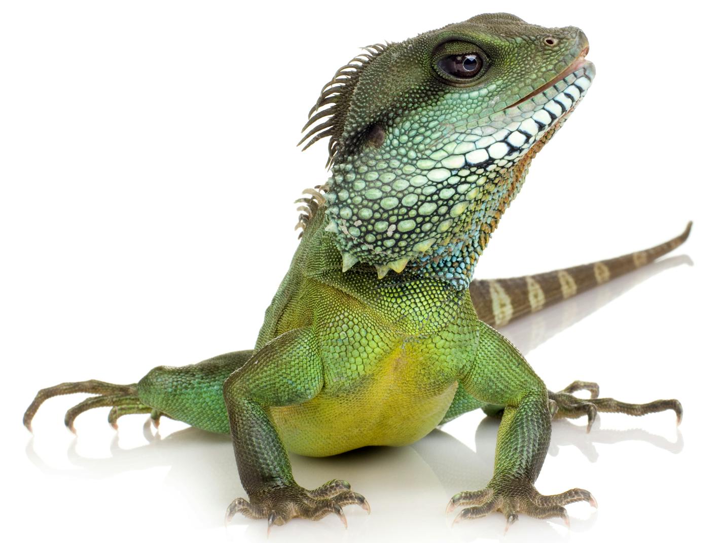 Bearded Dragon in front of a white background