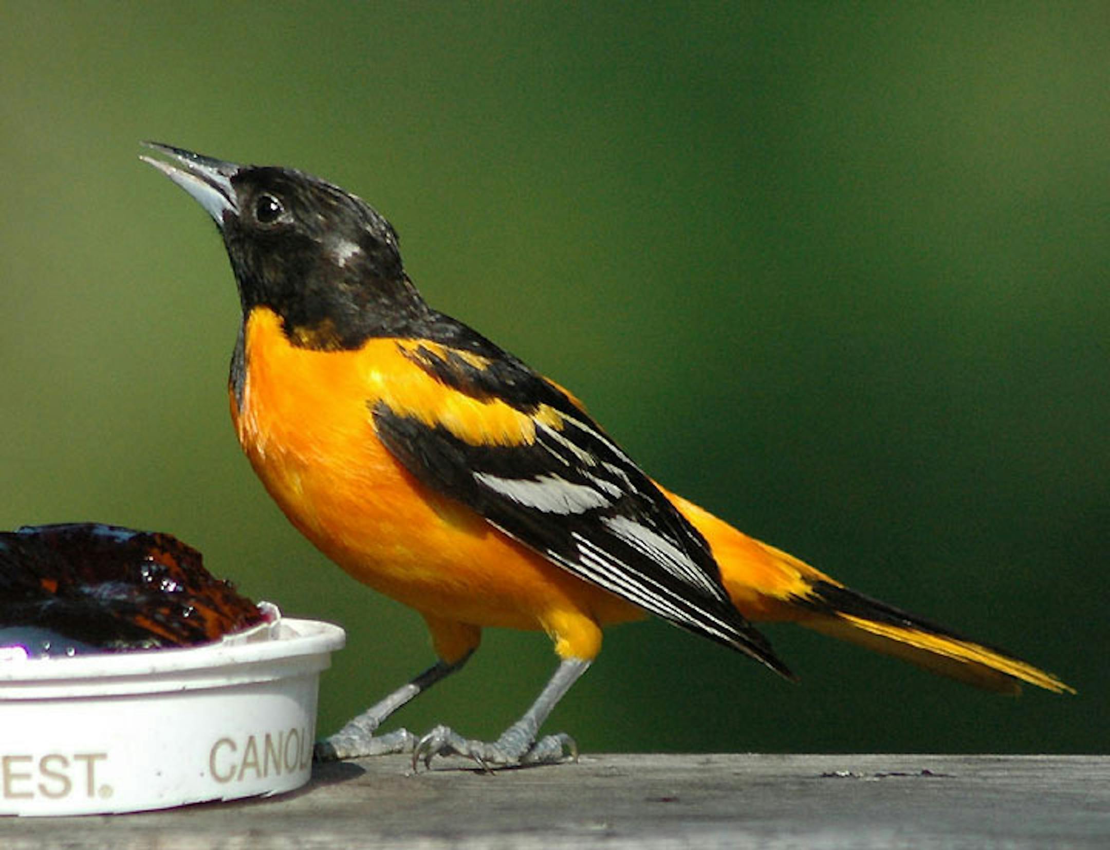 Baltimore oriole