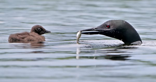 Minnesota's state bird, the common loon, is back on many lakes, nesting and raising young.