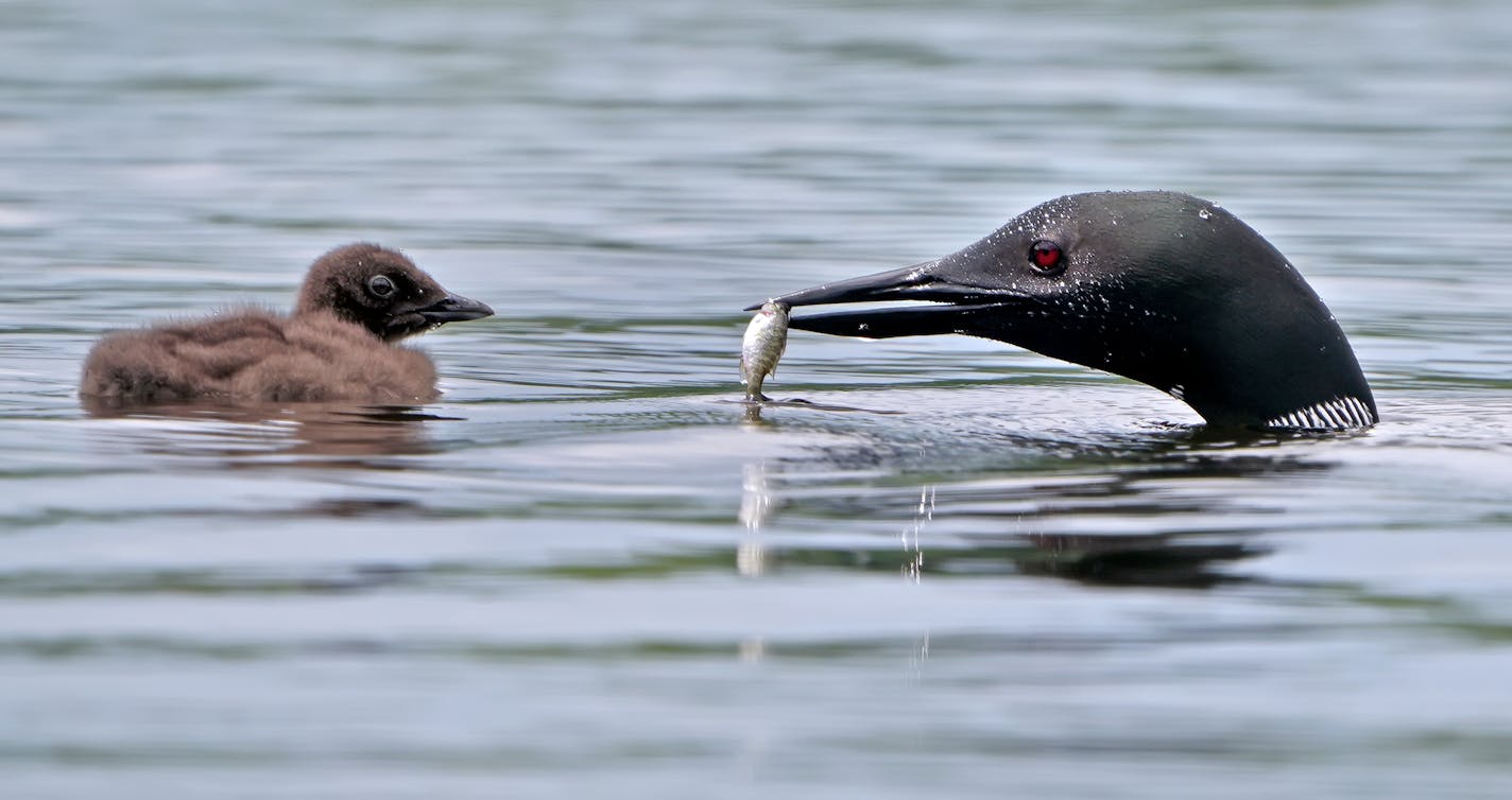 Minnesota's state bird, the common loon, is back on many lakes, nesting and raising young.