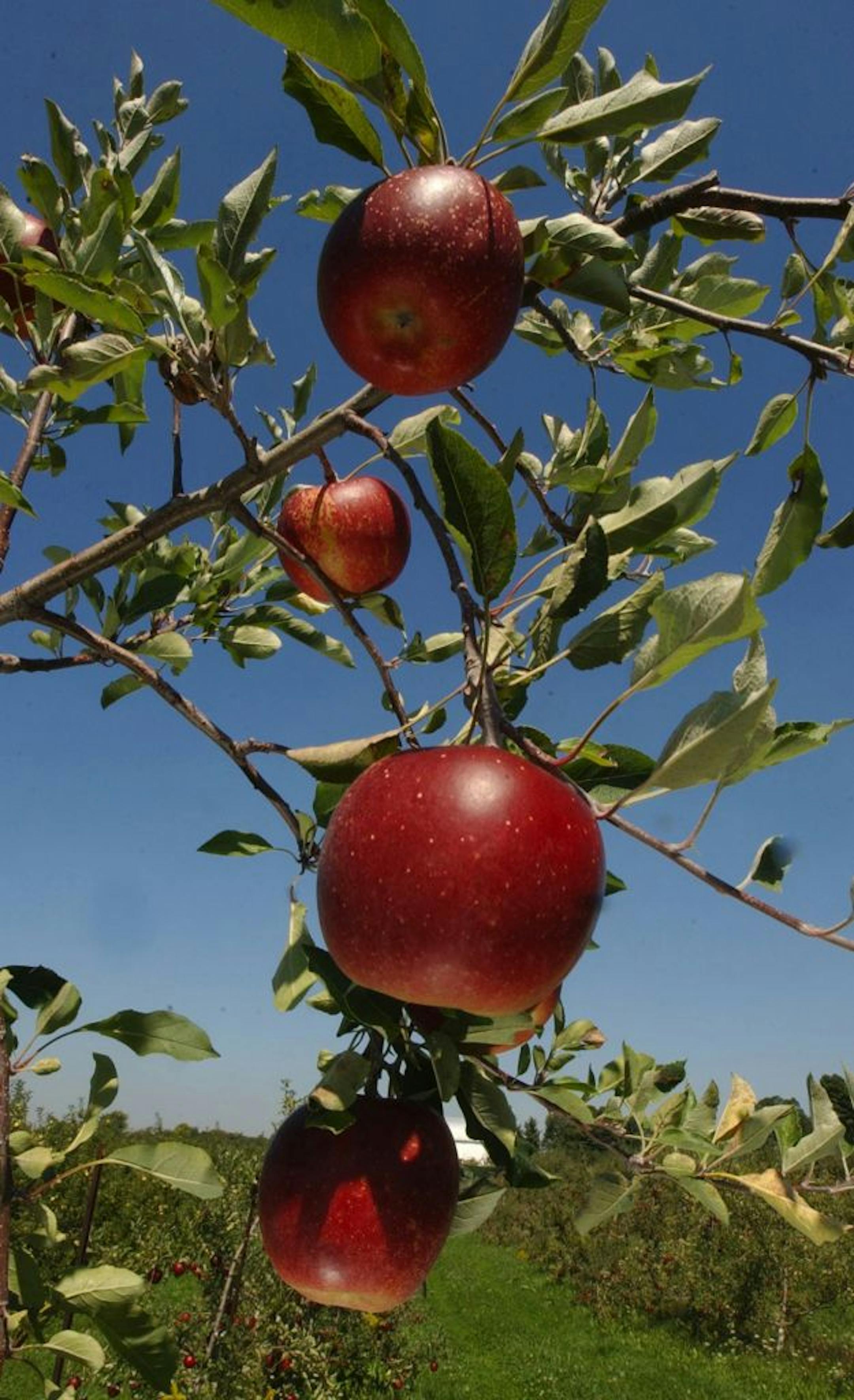 KRT FOOD STORY SLUGGED: APPLEPIE KRT PHOTOGRAPH BY PAUL TOPLE/AKRON BEACON JOURNAL (September 20) Melrose apples are shown on the vine in the warm September sun at the Geig's Orchard in Seville, Ohio, on Monday, September 13, 2004. (nk) 2004