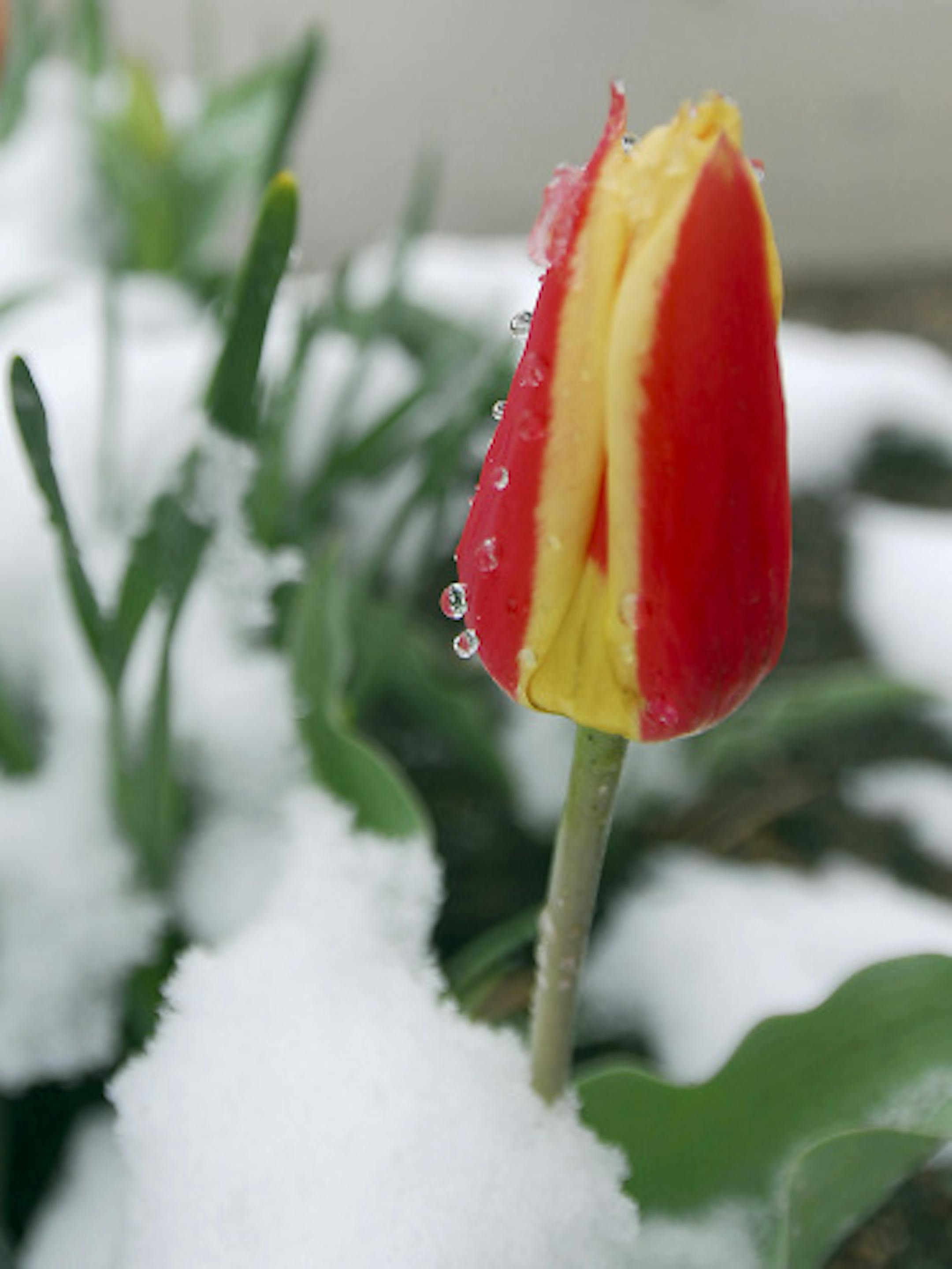 Melted snow forms droplets on a tulip that got caught in the April snowstorm on April 28, 2008 in Wisconsin Rapids.