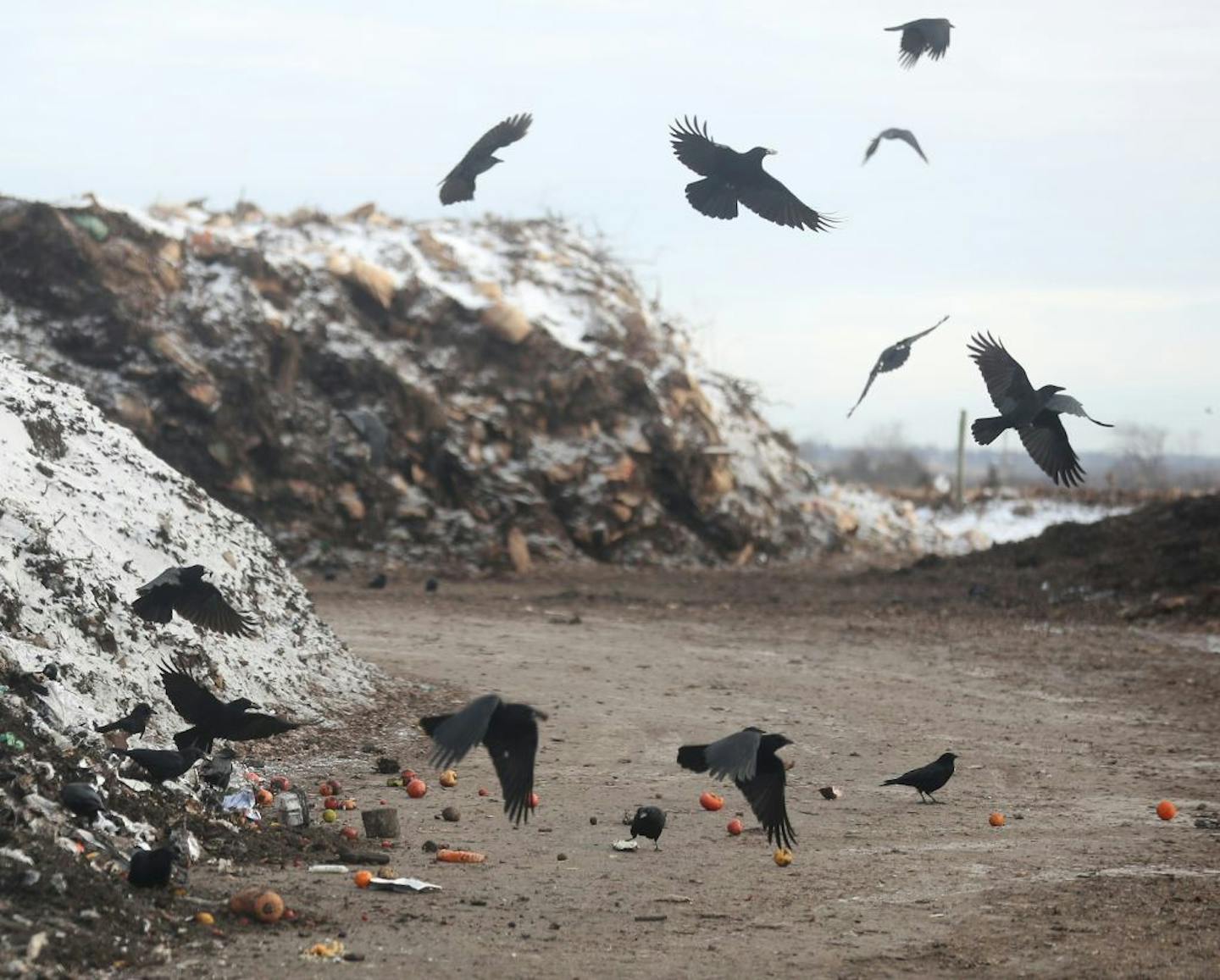 The Shakopee Mdewakanton Sioux Community (SMSC), a federally recognized Indian tribe, opened the SMSC Organics Recycling Facility (ORF) in the fall of 2011. The ORF is part of the Dakota tradition of caring for the earth. The 20 acre ORF is one of two organics composting sites serving the metro area. Here, crows fly off with food scraps from a pile of recently shredded food scraps at the ORF Wednesday, Dec. 6, 2017, in Shakopee, MN.