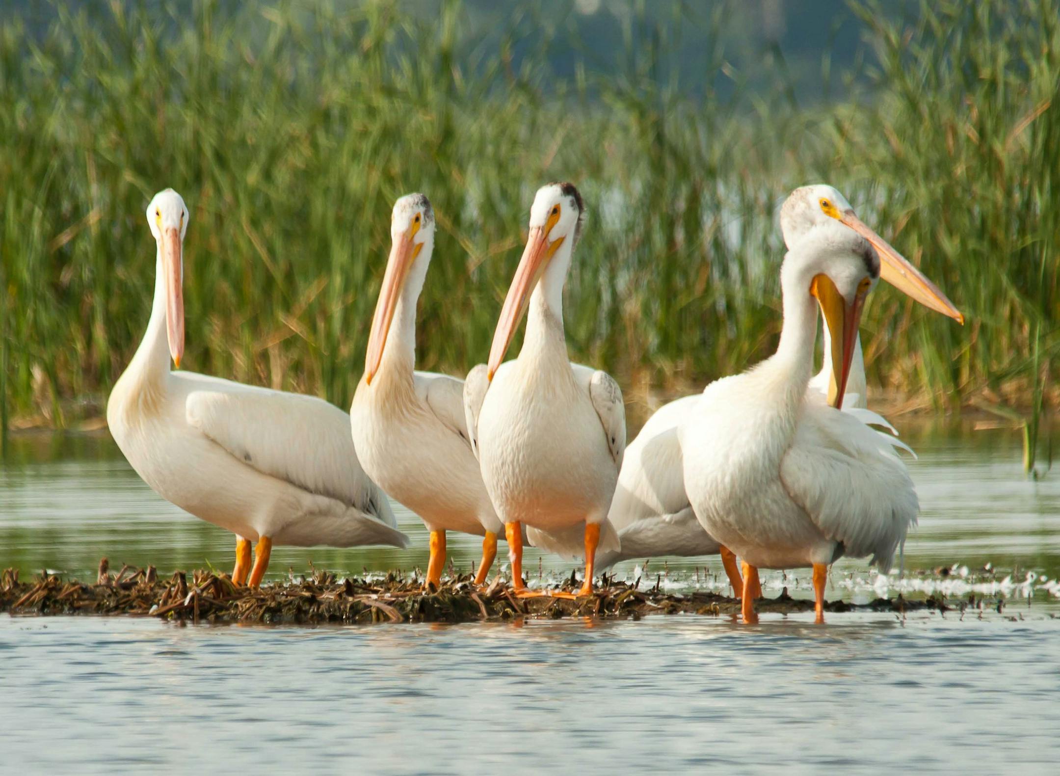 Photo by Carrol Henderson. American white pelicans at Lake Osakis.