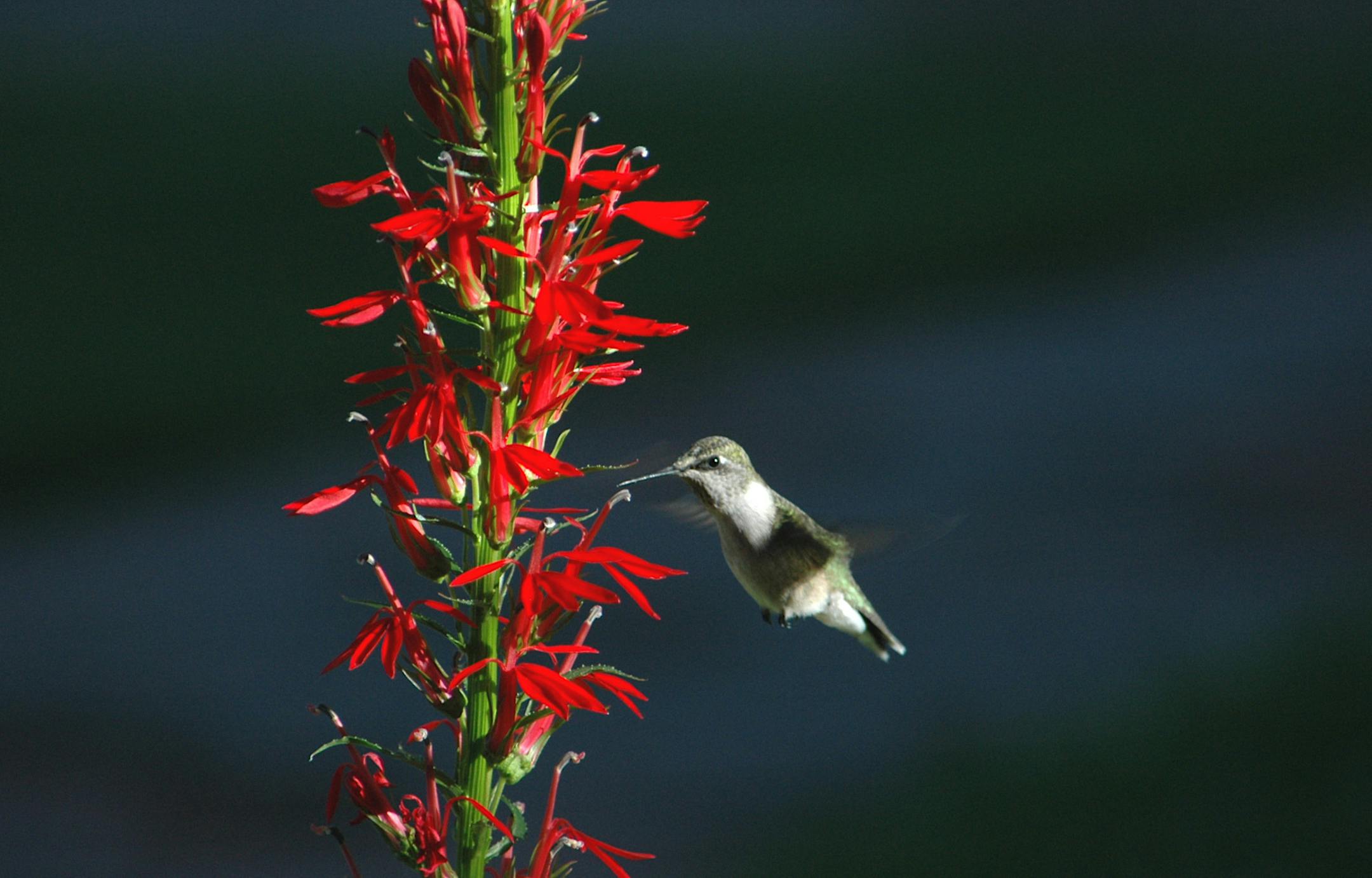 Provided by Val Cunningham. hummingbird at red salvia,