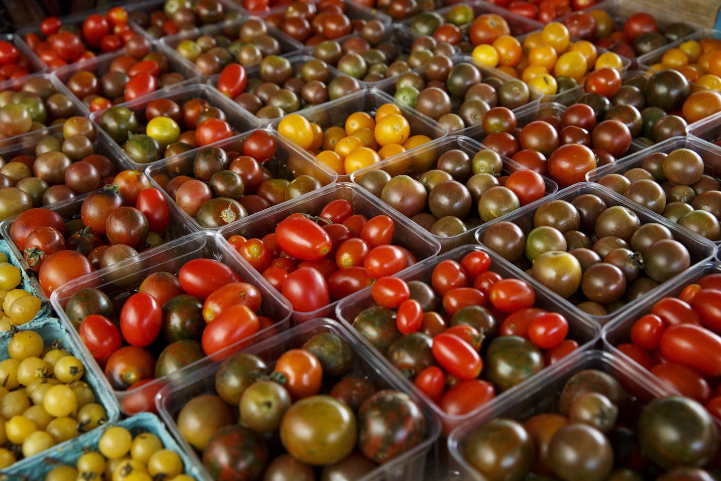 This Saturday, Aug. 1, 2015 photo shows a variety of miniature tomatoes displayed for sale at a farmers market in Falls Church, Va. Cooling tomatoes below 54 degrees stops them from making some of the substances that contribute to their taste, say researchers. That robs the fruit of flavor, whether it happens in a home refrigerator or in cold storage before the produce reaches the grocery shelf, according to a report released Monday, Oct. 17, 2016, by the Proceedings of the National Academy of S