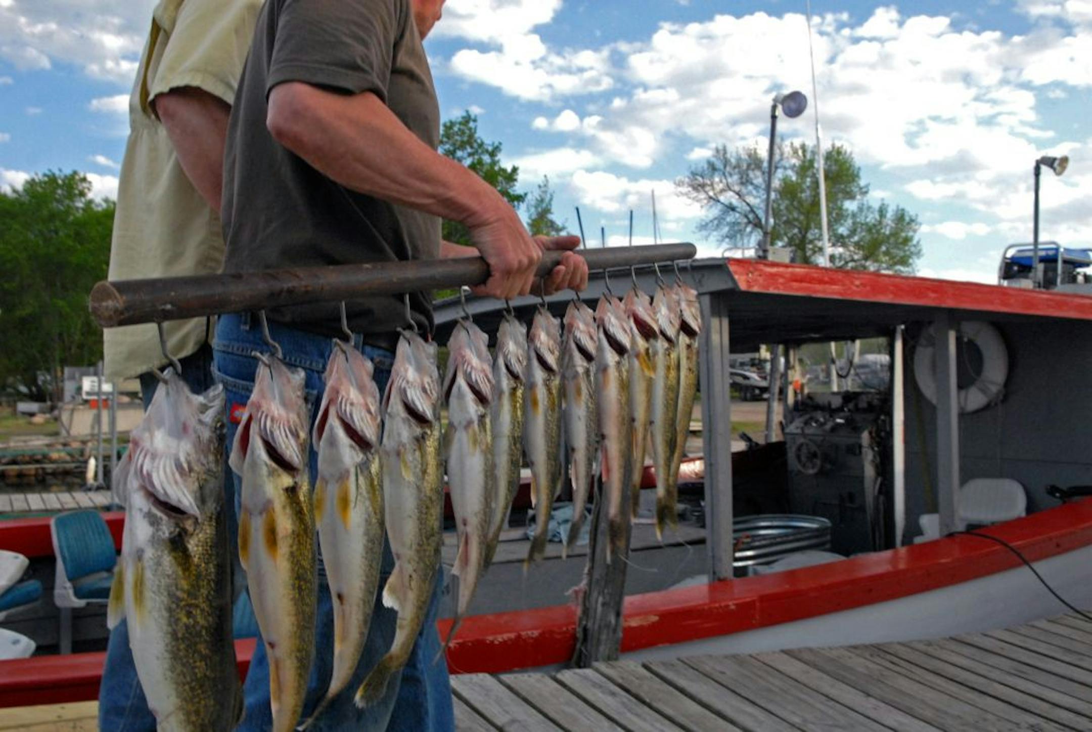 Walleyes caught on Mille Lacs.