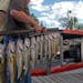 Walleyes caught on Mille Lacs.