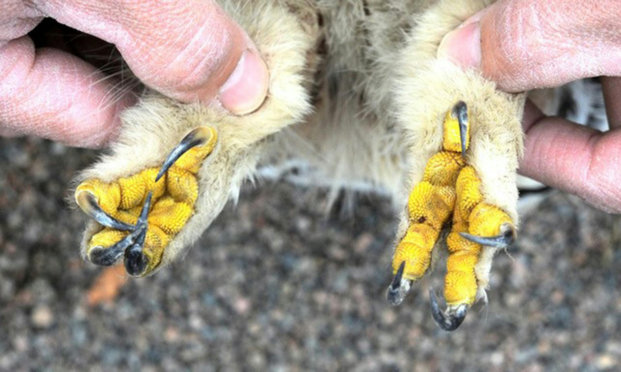 The inside of a great horned owl foot is stippled with a rubber-like texture that enhances grip.