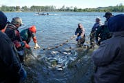The Minnesota DNR teamed up with Wisconsin and federal agencies and commercial fishermen in September 2022 to try to net and tag invasive silver carp.