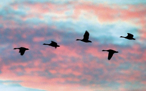 Canada geese are among the many birds in our area that follow the Mississippi flyway.