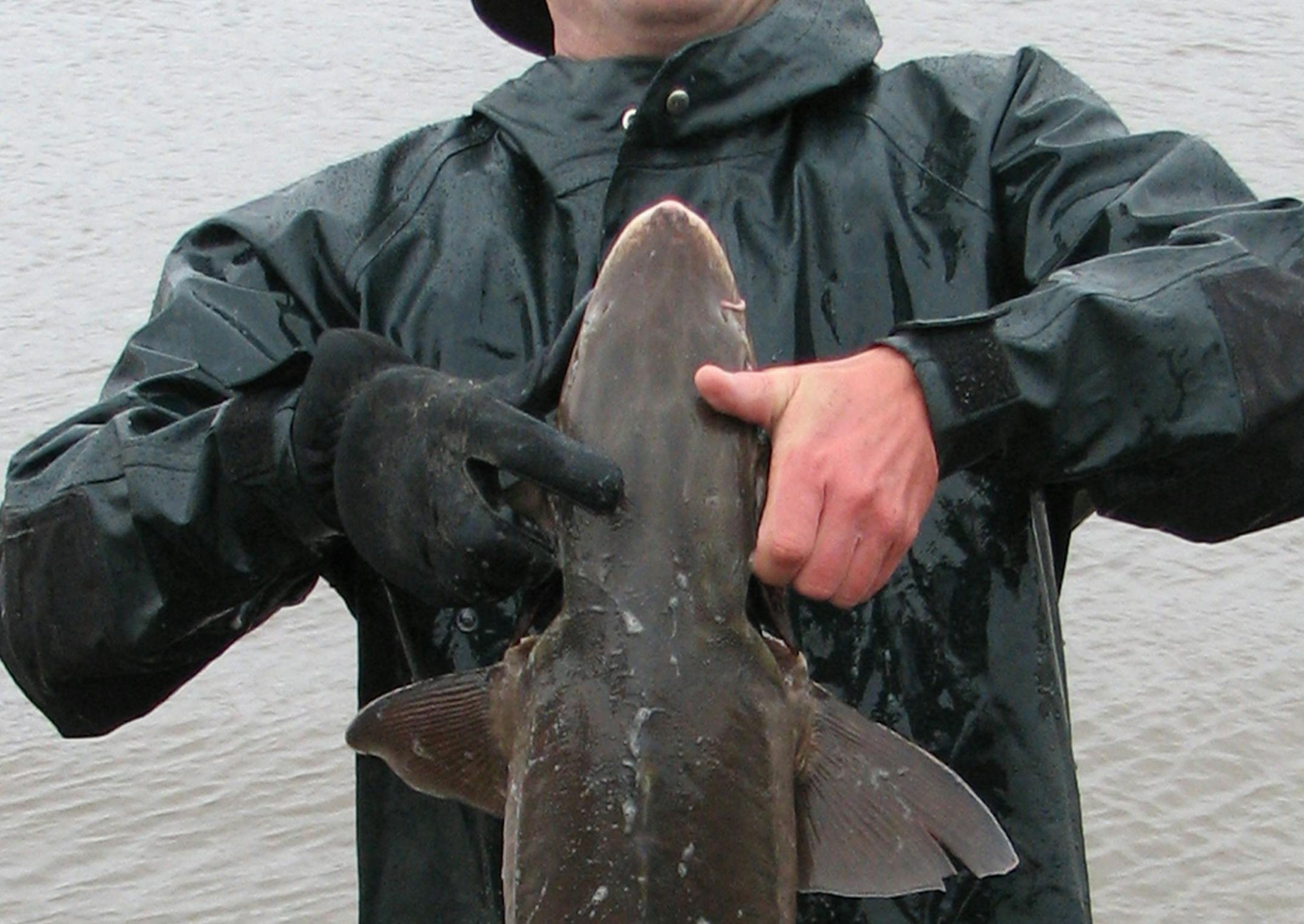 DON&#x2019;T hold a big fish this way for a photo; support the fish horizontally.