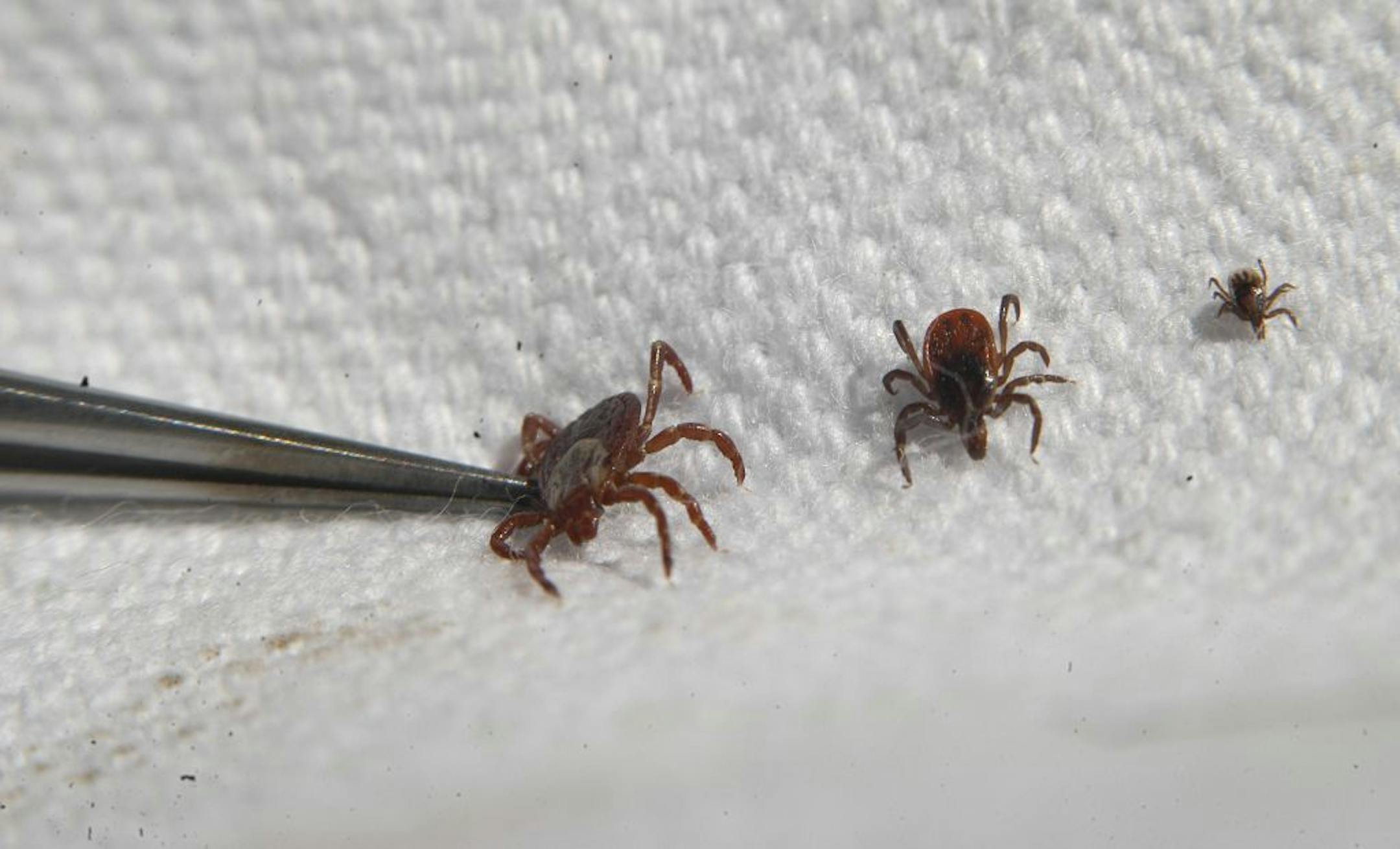 From left: wood tick, female deer tick and nymph of deer tick.