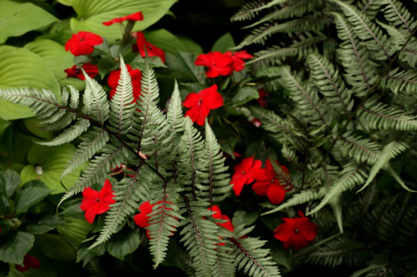 Hosta, impatiens and painted ferns are shade lovers.