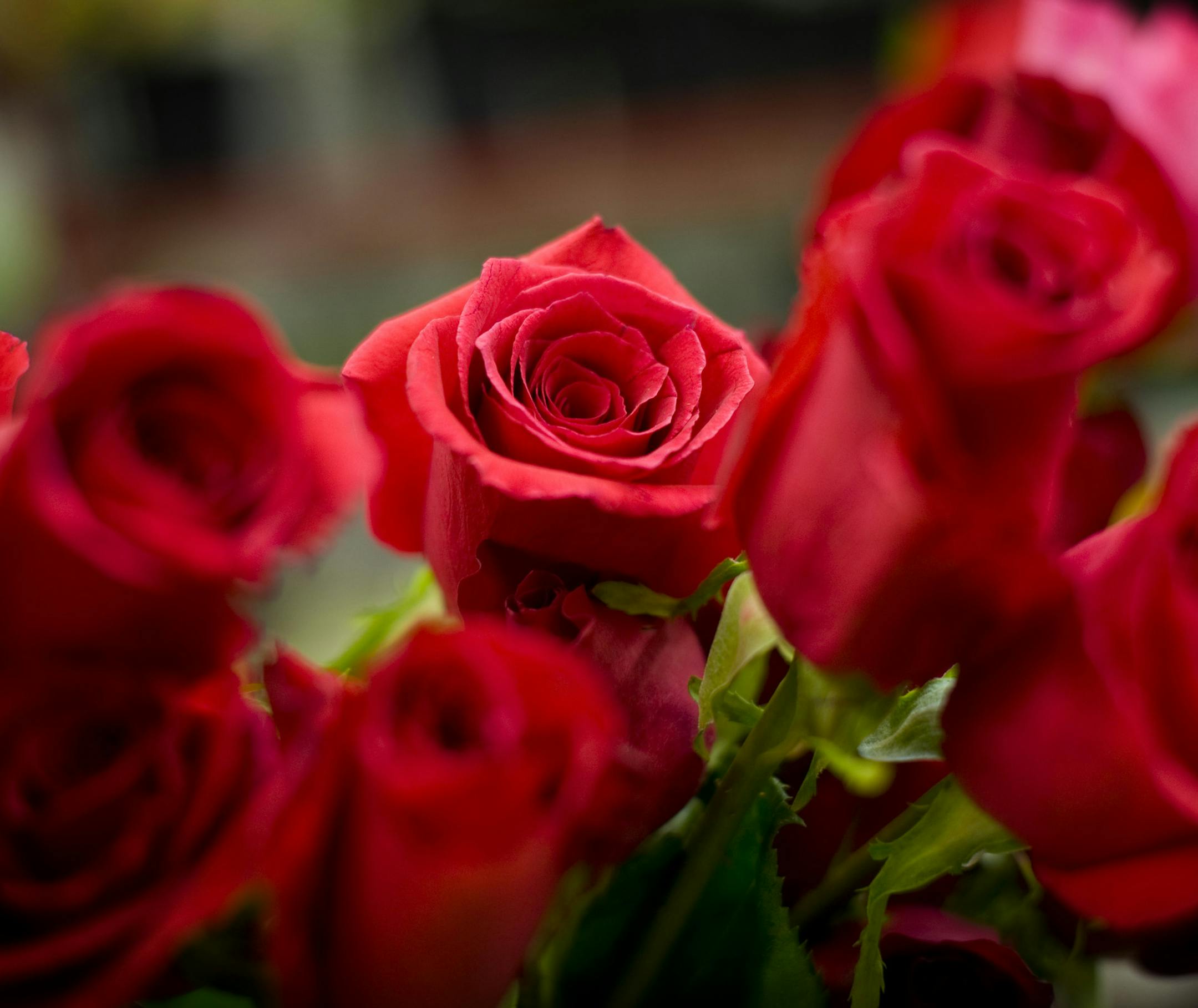 GLEN STUBBE • gstubbe@startribune.com -- Sunday, February 13, 2011 -- Richfield, Minn. -- ] Pam Farrell arranged long-stemmed red roses at Bachman's. They will sell approximately 150,000 roses over the Valentine's Day week. ORG XMIT: MIN2013021512370984