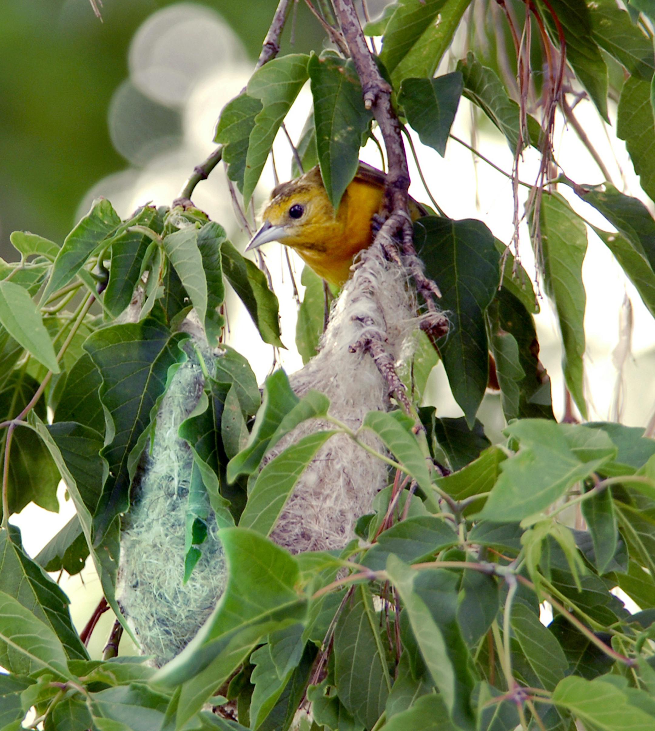 A female oriole surveys her nearly finished nest, a tangle of knots and twists. credit: Jim Williams