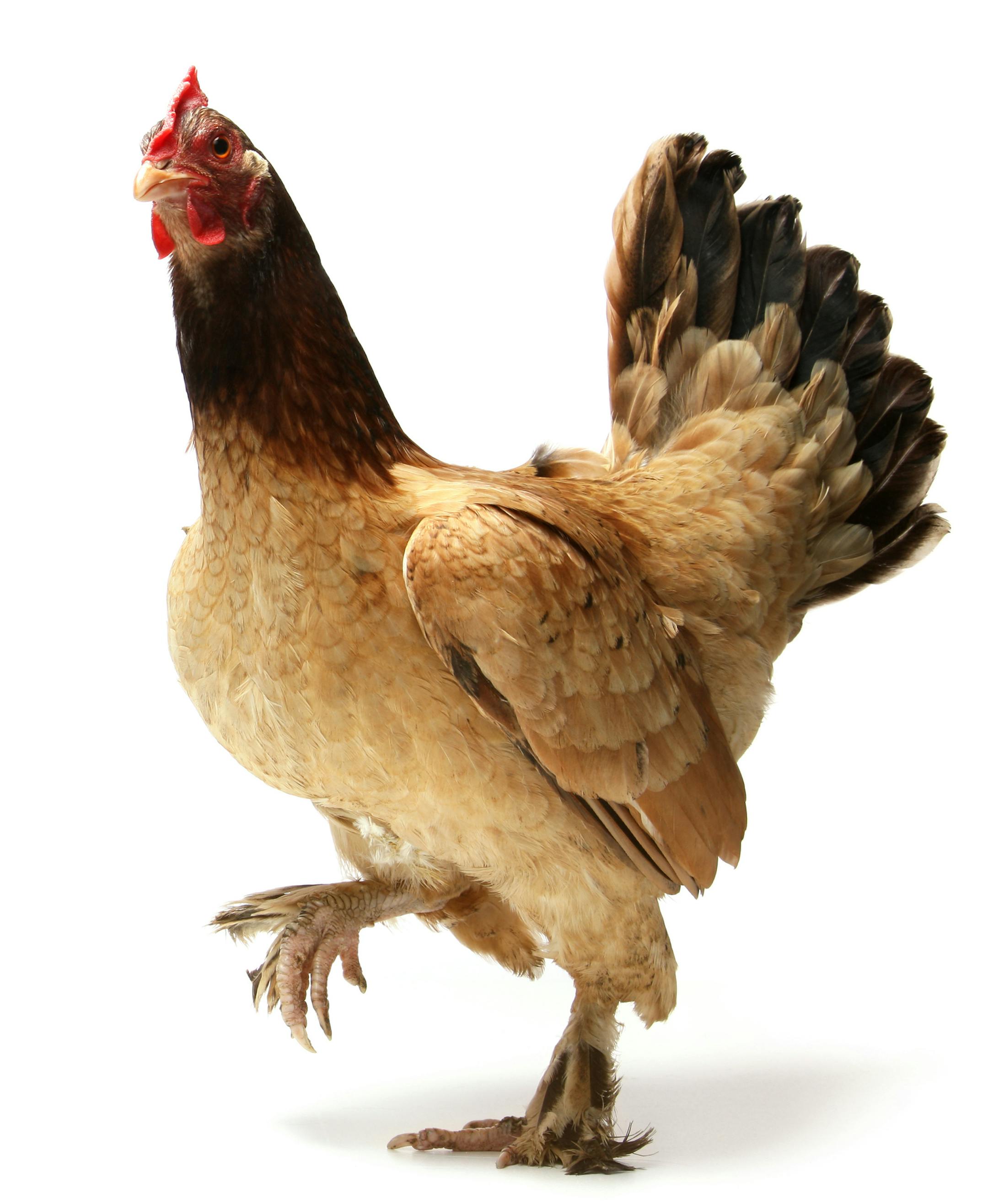 Chicken against white background