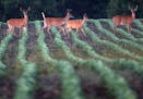Still gathered together, whitetail bucks, now at the beginning of August, are already in preparation for the coming fall and, later still, winter. Hun