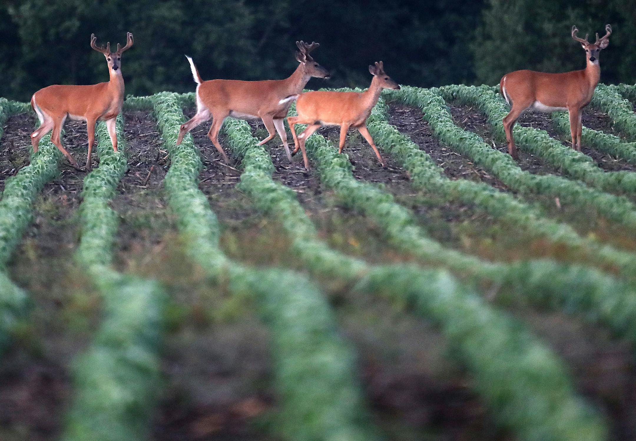 Still gathered together, whitetail bucks, now at the beginning of August, are already in preparation for the coming fall and, later still, winter. Hunters also are fast preparing for the autumn seasons, unusual as they might be — or might not be — in this year of the coronavirus.