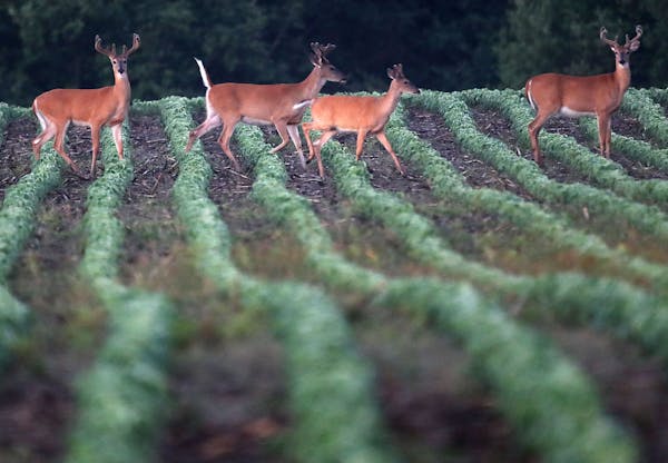 Still gathered together, whitetail bucks, now at the beginning of August, are already in preparation for the coming fall and, later still, winter. Hun