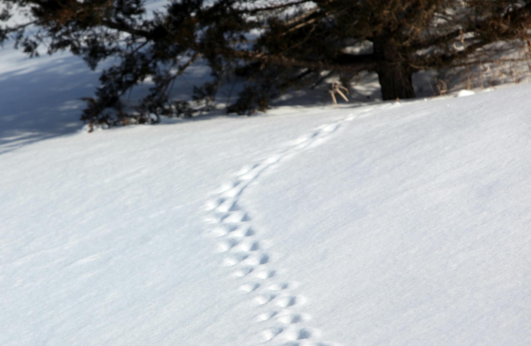 Animal tracks trail off.