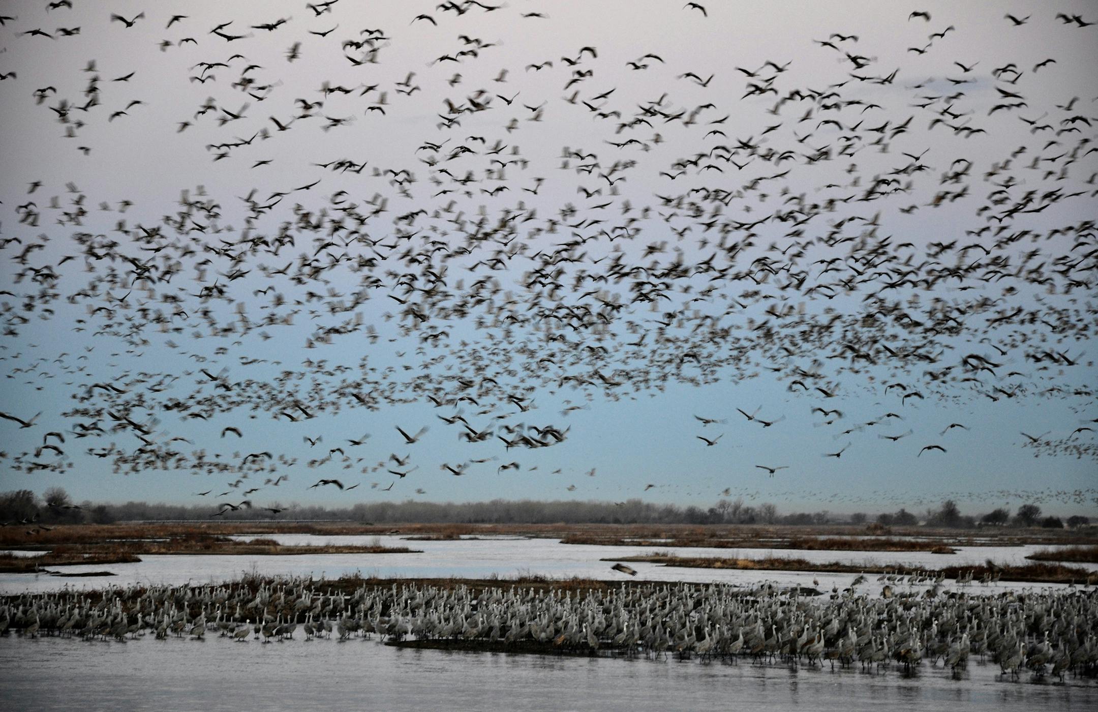 In Nebraska, thousands of Sandhill Cranes descend on the Platte River, along with visitors eager to see them.