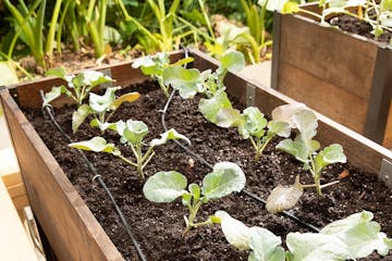 Raised Bed Drip Line Irrigation Kits with closer drippers are effective at watering small areas like raised beds.