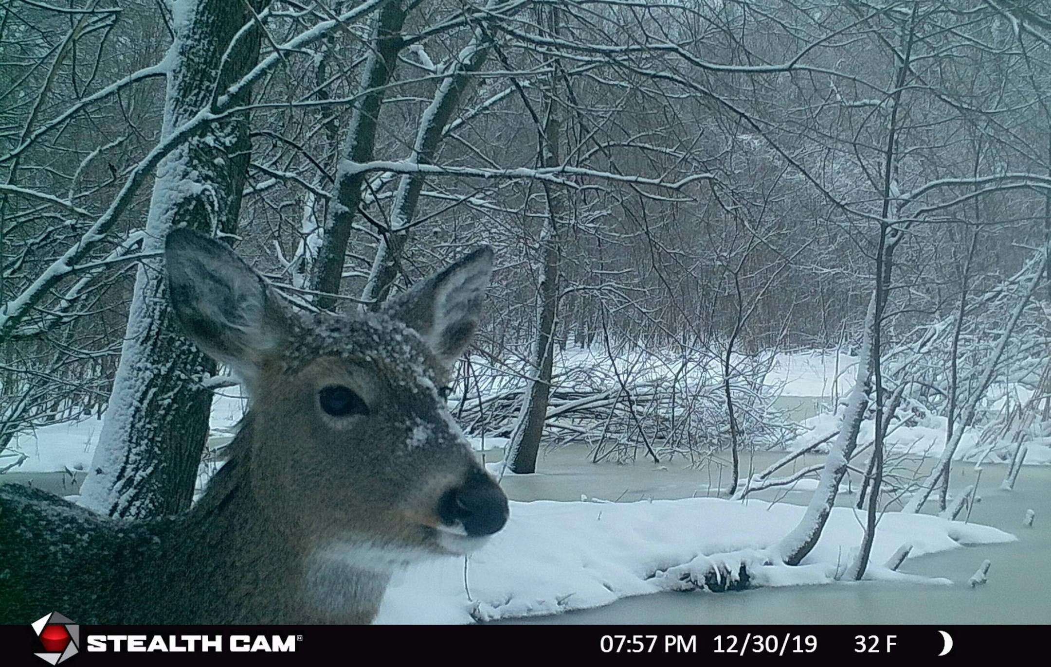 A camera placed in Elm Creek Park Reserve by volunteer Cheryl Batson got a closeup of a doe.