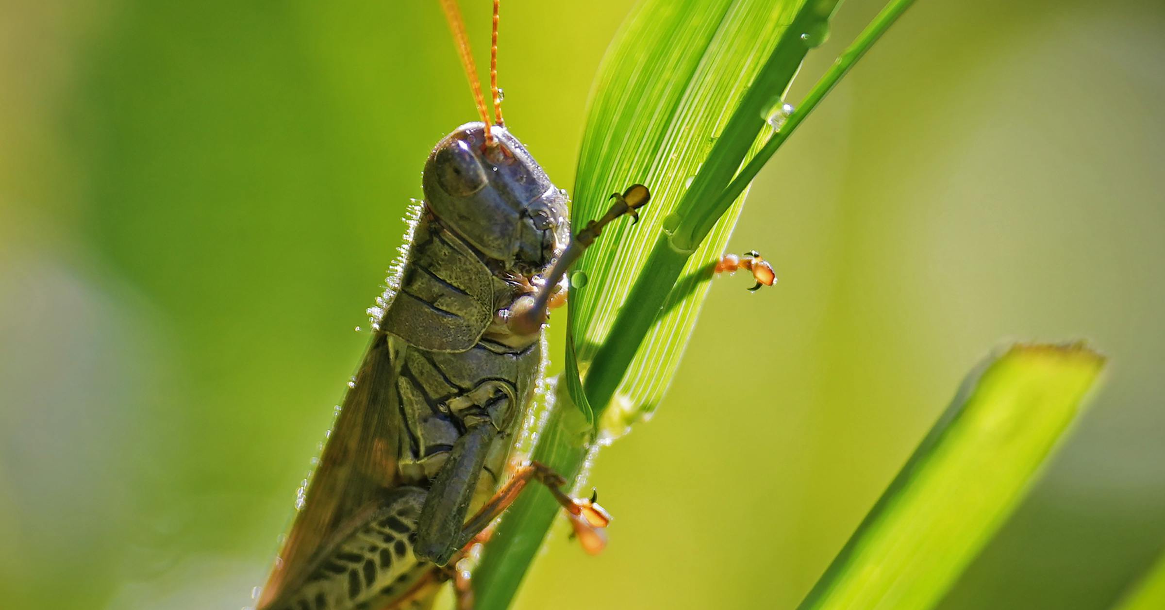 tobacco juice grasshopper Grasshoppers in 10 Fascinating Facts About Grasshoppers