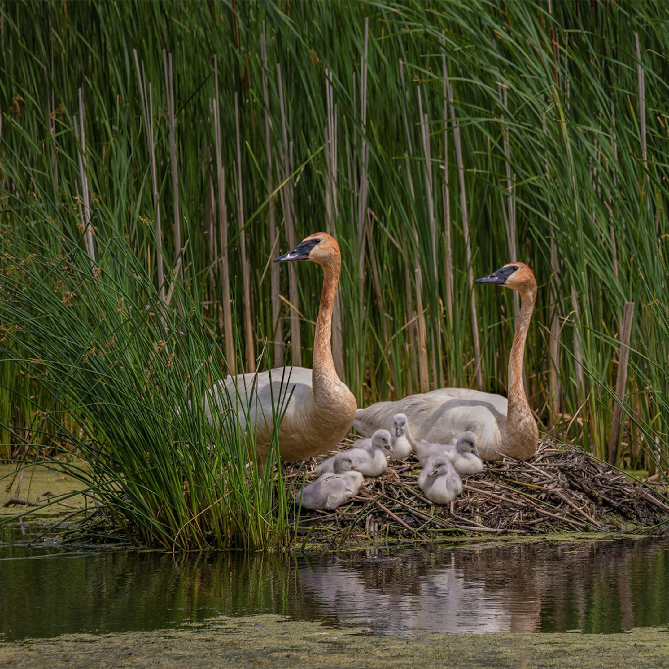 Trumpeter swans