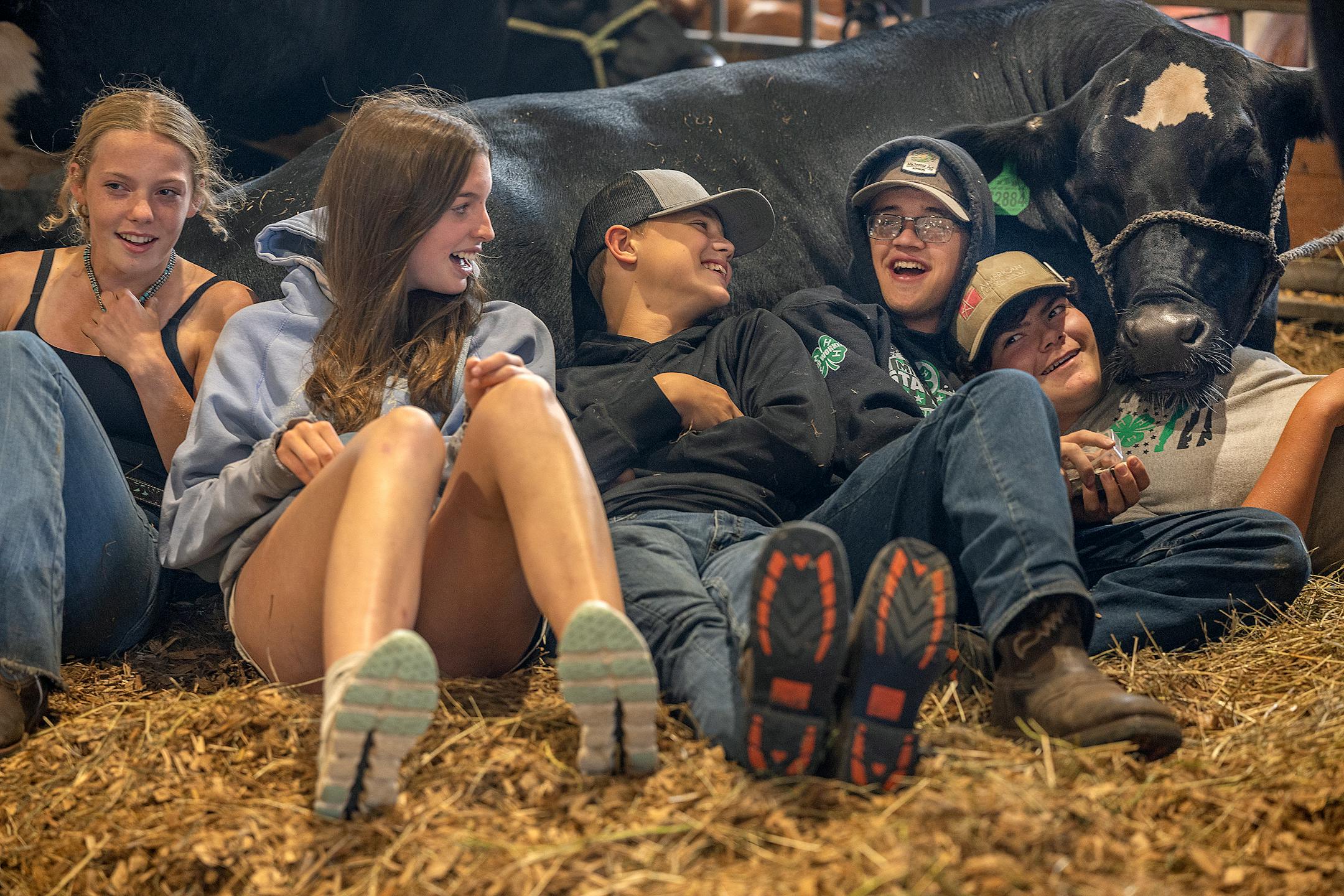 From left, Lyla Yost, Kendra Johnson, Dominic Yost, Elijah Post and Ridley Wills, representing the Nicollet County 4-H, find a spot to chat and rest alongside a steer named “Boss Hog” at the Minnesota State Fair in Falcon Heights on Aug. 22, 2024.