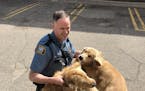 A St. Paul police officer plays around with two golden retrievers found Saturday morning, according to Brennan Furness. According to Furness, his moth
