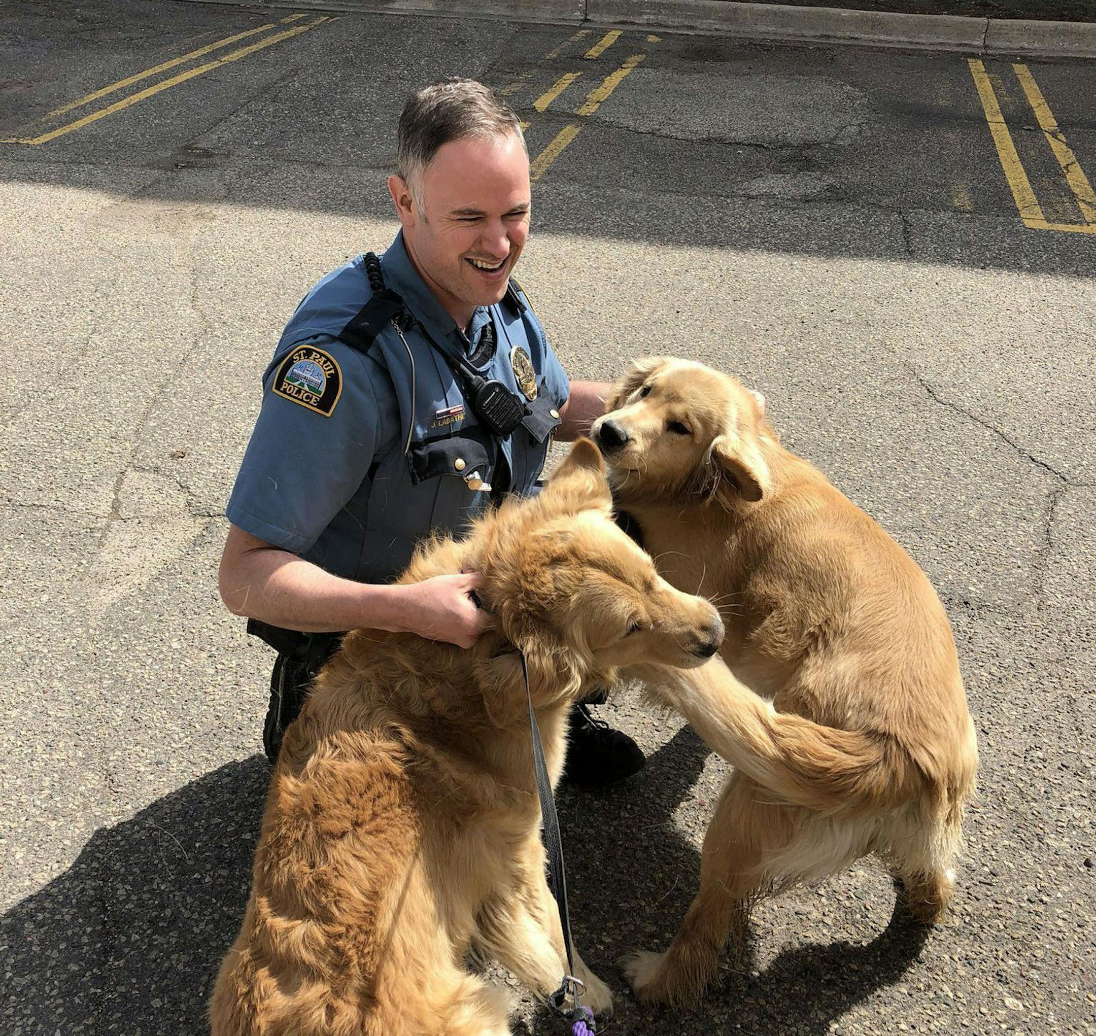 A St. Paul police officer plays around with two golden retrievers found Saturday morning, according to Brennan Furness. According to Furness, his mother's minivan was stole Friday night with the two dogs inside.