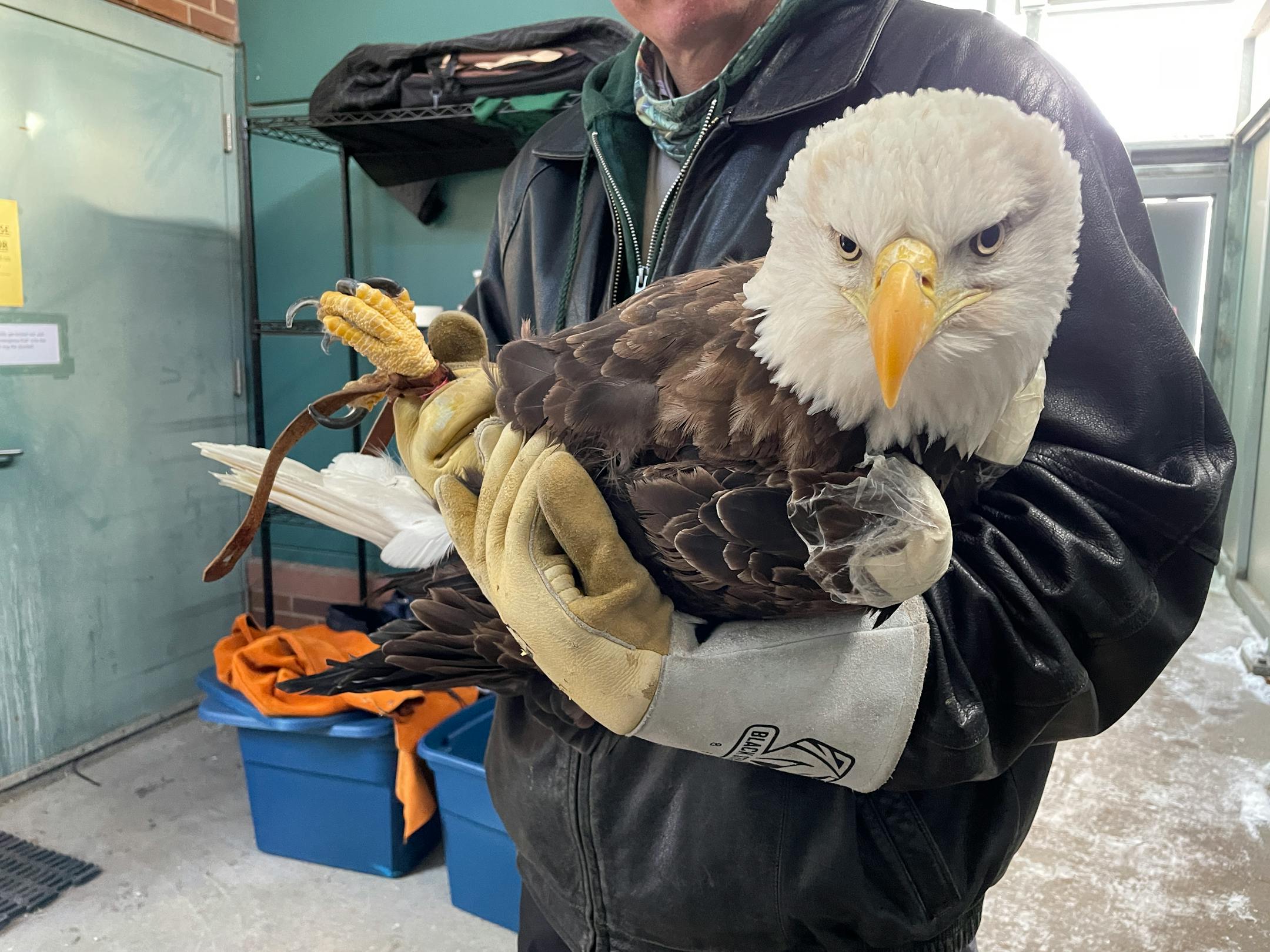 Raptor Center staff get an adult eagle ready for a test flight before its release Jan. 6.